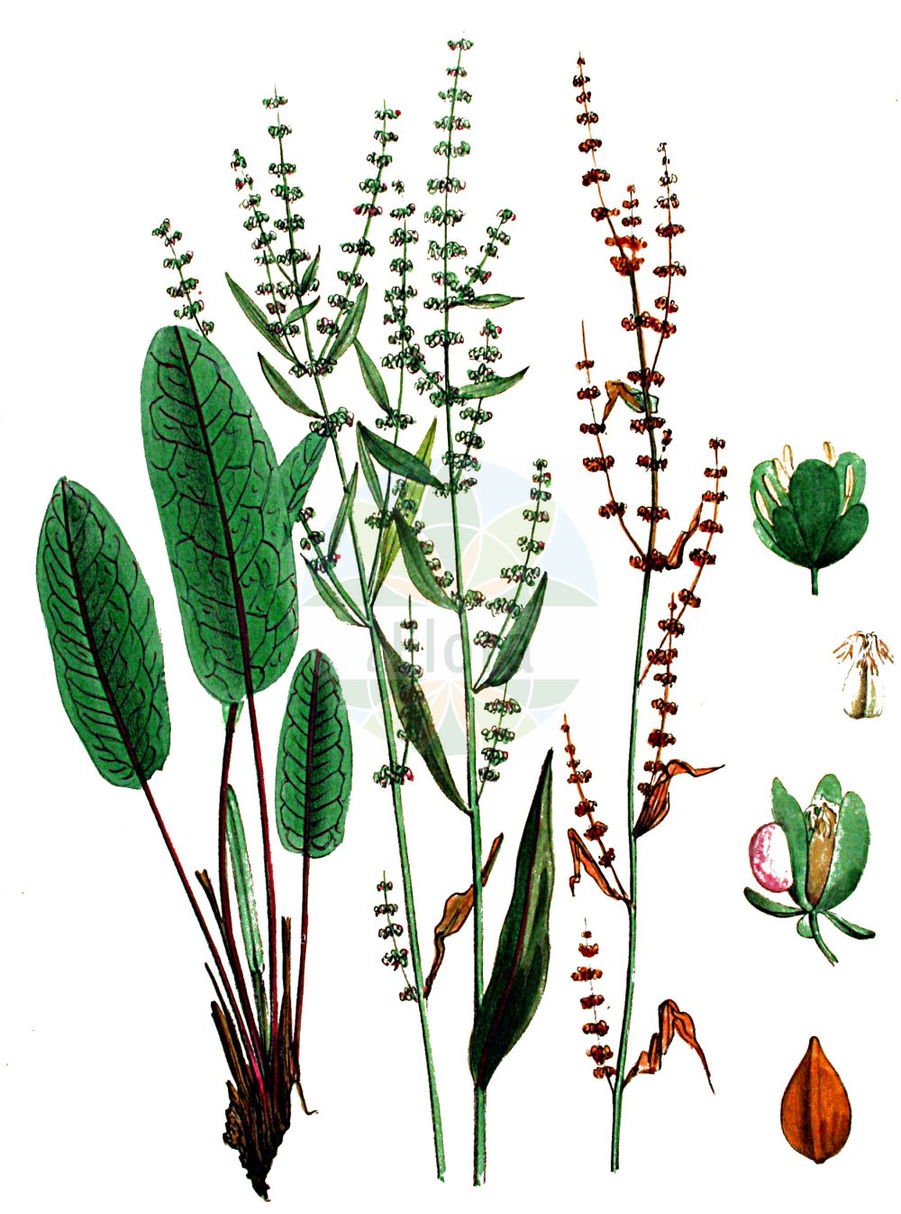 Rumex sanguineus - Polygonaceae,Plantae,Pteridobiotina,Angiosperms,Caryophyllales,Polygonaceae,Rumex,Rumex sanguineus,Acetosa sanguinea, Lapathum sanguineum, Lapathum sanguineum, Rumex condylodes,Blut-Ampfer;Hain-Ampfer;wood dock;bloodwort dock;redvein dock;red-veined dock;Rumex sanguin;patience sanguine;oseille des bois;rumex sang-dragon;oseille sanguine;patience des bois;patience sang-de-dragon;sang-dragon;romaza roja;Romice sanguineo;romice sanguinea;bloedzuring;щавель красный;щавель кроваво-красный;щавель кровяной;kuzuoğlağı;lëpjetë;paradella sanguínia;štavalj;skogsskräppa;skov-skræppe;szczaw gajowy;krvava kislica;erdei lórom;šťovík krvavý;dragavei;štavel krvavý;štiav krvavý;щавель кривавий;кървавочервен лапад;skoghøymol;verihierakka;чјеловита кислица;чрвени штавељ;ρούμεξ αιματόχρους