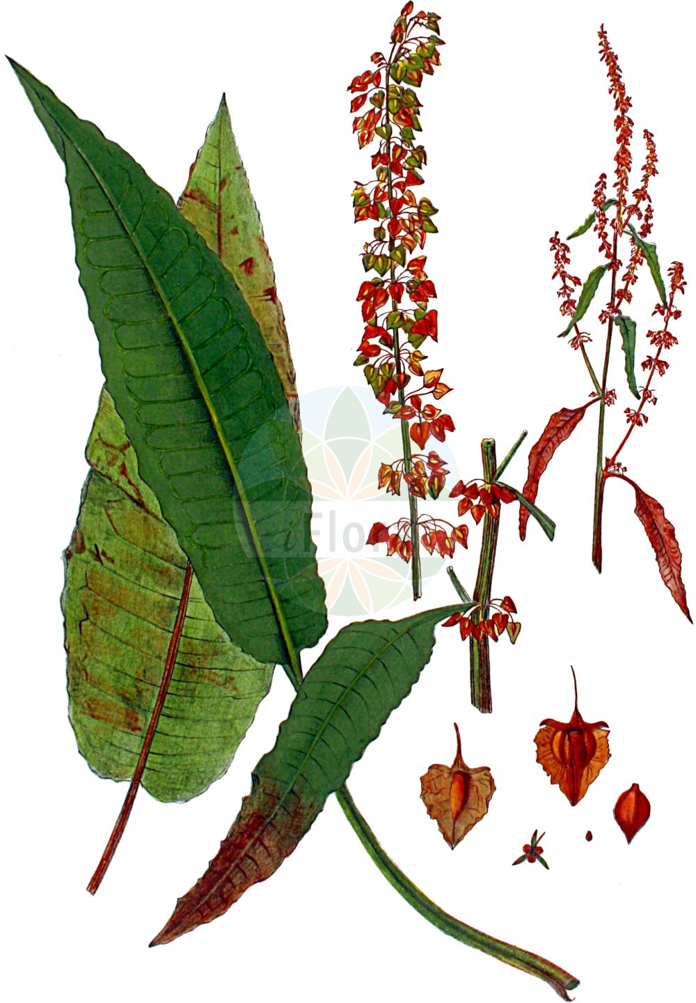 Rumex hydrolapathum - Polygonaceae,Plantae,Pteridobiotina,Angiosperms,Caryophyllales,Polygonaceae,Rumex,Rumex hydrolapathum,Lapathum aquaticum,Fluß-Ampfer;Teich-Ampfer;Ufer-Ampfer;Riesen-Ampfer;water dock;great water dock;Rumex géant;patience d'eau;grande parelle;patience aquatique;patience des eaux;rumex parelle-aquatique;rumex patience-d'eau;hidrolápato mayor;Romice tabacco di palude;erba britannica;stinkend nieskruid;waterzuring;щавель воднощавелевый;щавель прибрежный;adam eveleği;lëpjetë;paradella de canyissar;riječna kiselica;vattenskräppa;vand-skræppe;szczaw lancetowaty;konjska kislica;tavi lórom;šťovík koňský;šťavel konský;štiavec konský;щавель прибережний;крайводен лапад;речен лапад;jõgioblikas;krastmalu skābene;kjempehøymol;isohierakka;велика киселица;велики штавељ;ilgalapė rūgštynė
