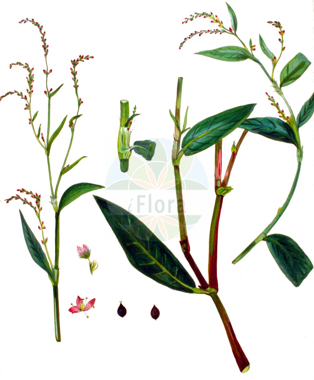 Persicaria dubia - Polygonaceae,Plantae,Pteridobiotina,Angiosperms,Caryophyllales,Polygonaceae,Persicaria,Persicaria dubia,Milder Knöterich;tasteless water-pepper;Renouée douce;Poligono mite;poligono bianco;strand-malört;zachte duizendknoop;горец мягкий;персикария мягкая;badima;nejcë;herba presseguera fada;presseguera fada;mekani dvornik;rdest lagodny;rdest wielkokwiatowy;mila dresen;szelíd keserűfű;rdesno řídkokvěté;horčiak riedkokvetý;stavikrv riedkokvetý;гірчак м'який;нежно пипериче;средњи дворник
