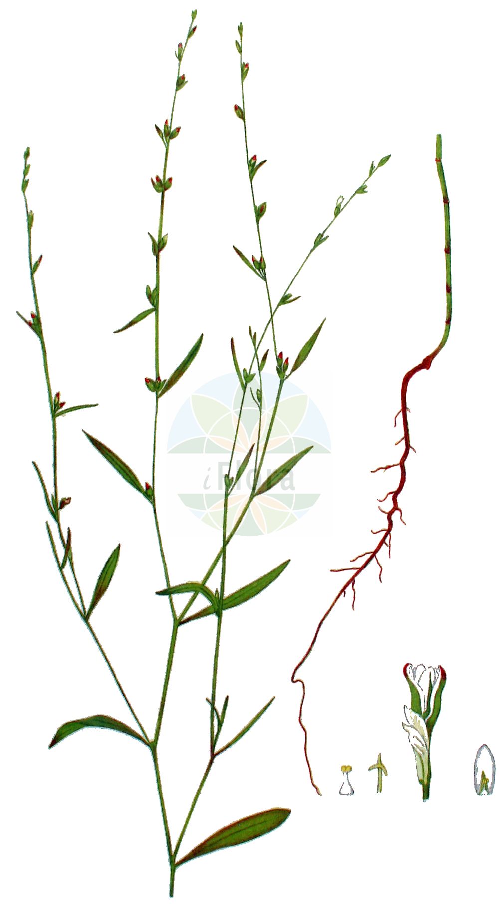 Polygonum patulum - Polygonaceae,Plantae,Pteridobiotina,Angiosperms,Caryophyllales,Polygonaceae,Polygonum,Polygonum patulum,Polygonum bellardii var. gracilius, Polygonum bellardii var. patulum, Polygonum bordzilowskii, Polygonum cretaceum, Polygonum gracilius, Polygonum kotovii, Polygonum novoascanicum subsp. cretaceum, Polygonum patulum f. gracilius, Polygonum patulum subsp. kotovii, Polygonum patulum var. gracilius, Polygonum salinum, Polygonum spectabile,Ausladender Vogelknöterich;red knotgrass;poligono con foglie allargate;poligono dei campi;cataia-gigante;горец отклонённый;спорыш отклонённый;at mercimeleği;dvornik;rysk trampört;rdest rozłożysty;kitaibel keserűfű;rdesno rozkladité;stavikrv rozložitý;гірчак котова;гірчак розлогий;разперена пача трева;kaakontatar;широки дворник;zhǎn zhī biān xù;展枝萹蓄