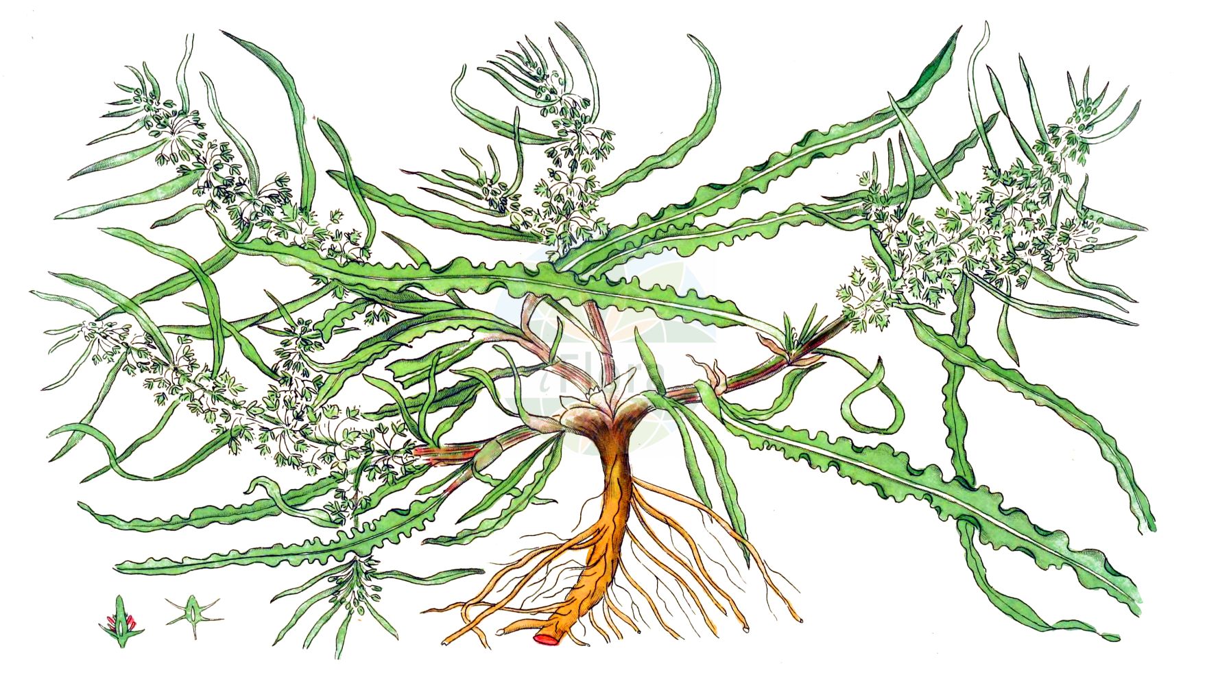 Rumex maritimus - Polygonaceae,Plantae,Pteridobiotina,Angiosperms,Caryophyllales,Polygonaceae,Rumex,Rumex maritimus,Lapathum minus, Rumex aureus, Rumex fueginus, Rumex longisetus, Rumex maritimus subsp. fueginus, Rumex maritimus subsp. maritimus, Rumex maritimus var. fueginus, Rumex maritimus var. maritimus,Strand-Ampfer;Ufer-Ampfer;golden dock;american golden dock;maritime dock;tierra del fuego dock;rumex maritime;Rumex maritime;patience maritime;Romice marittimo;stinkende kamille;zeezuring;goudzuring;щавель морской;щавель приморский;kum eveleği;lëpjetë;lëpjetë deti;obalna kiselica;strandskräppa;strand-skræppe;szczaw nadmorski;kogane-gishi-gishi;コガネギシギシ;zlatorumena kislica;tengeri lórom;šťovík přímořský;šťavel prímorský;štiavec prímorský;щавель морський;merioblikas;jūrmalas skābene;fjørehøymol;keltahierakka;морски штавељ;ружичаста киселица;chum'at hachof;חֻמְעַת הַחוֹף;šlaitinė rūgštynė;cì suān mó;刺酸模