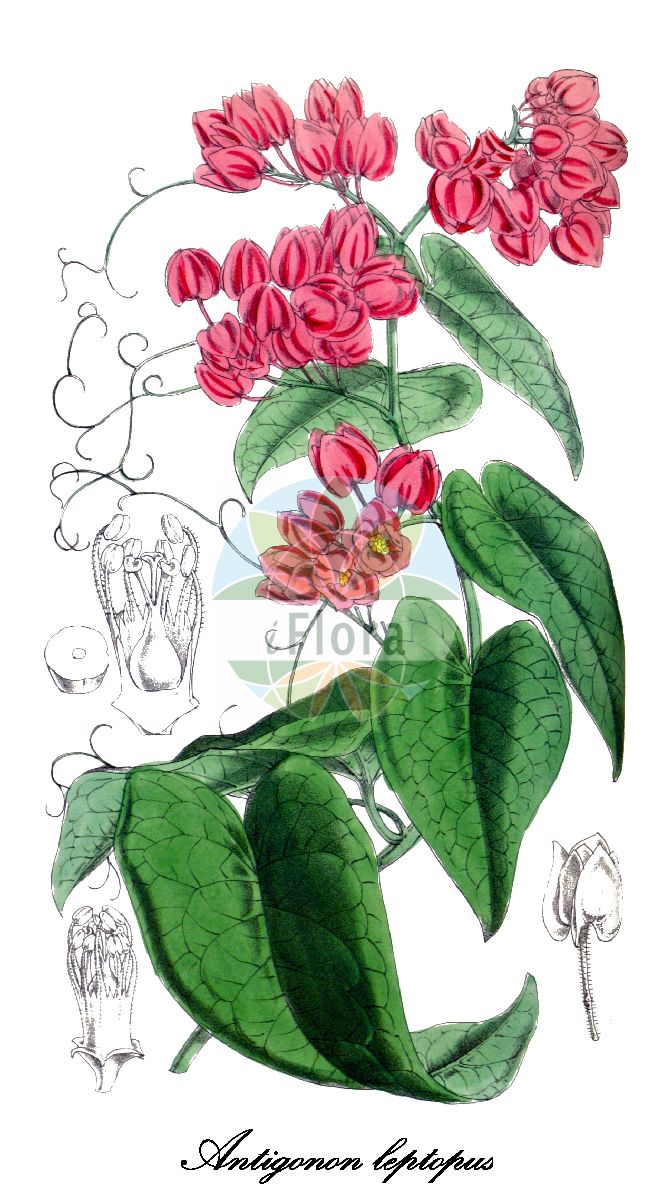 Antigonon leptopus - Polygonaceae,Plantae,Pteridobiotina,Angiosperms,Caryophyllales,Polygonaceae,Antigonon,Antigonon leptopus,Antigonon amabie, Antigonon cinerascens, Antigonon cordatum, Antigonon platypus, Corculum leptopus
