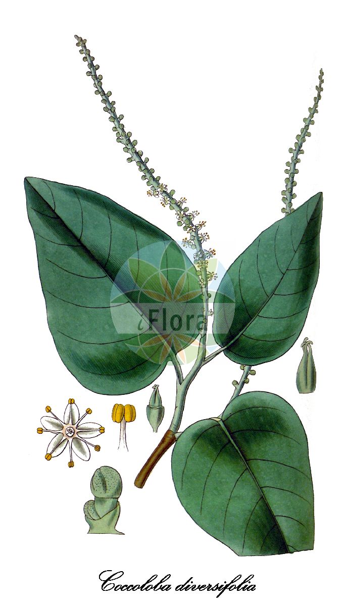Coccoloba diversifolia - Polygonaceae,Plantae,Pteridobiotina,Angiosperms,Caryophyllales,Polygonaceae,Coccoloba,Coccoloba diversifolia,Coccoloba cubensis, Coccoloba cumbreana, Coccoloba curtisii, Coccoloba floridana, Coccoloba lancifolia, Coccoloba laurifolia, Coccoloba oligocarpa, Coccoloba punctata, Coccoloba punctata var. parvifolia, Guaiabara laurifolia, Uvifera laurifolia,dove-plum;pigeon-plum;tie-tongue;uvilla