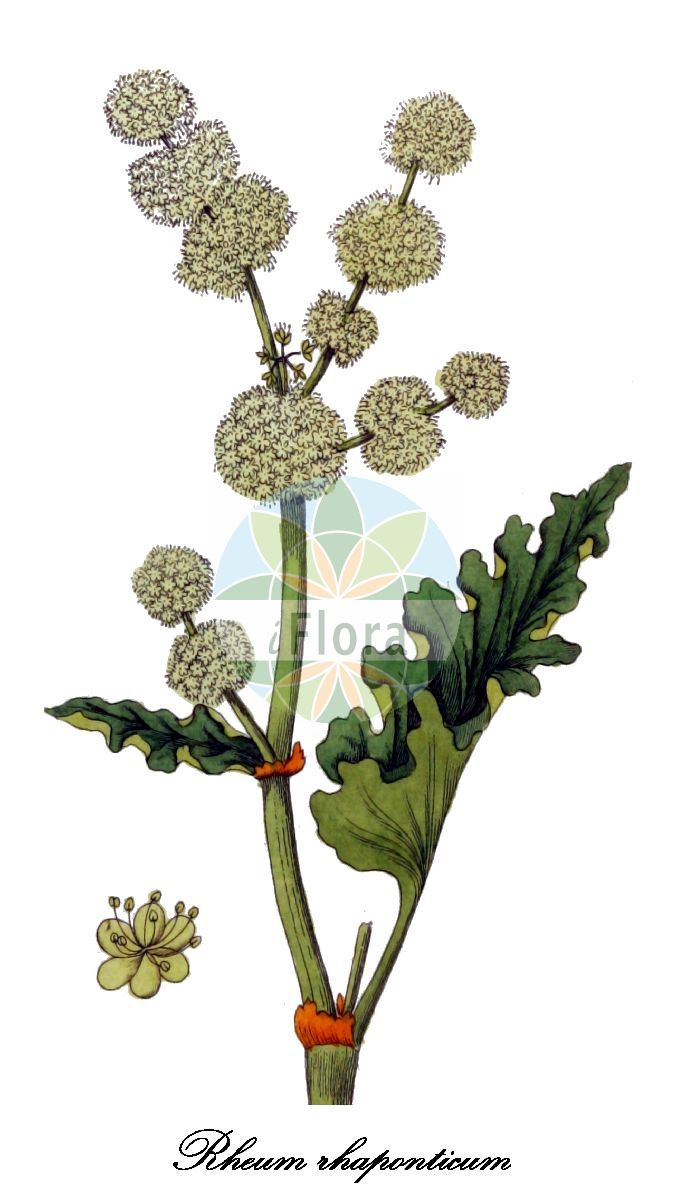 Rheum rhaponticum - Polygonaceae,Plantae,Pteridobiotina,Angiosperms,Caryophyllales,Polygonaceae,Rheum,Rheum rhaponticum,Sibirischer Rhabarber;Rhapontik;Österreichischer Rhabarber;rhubarbe cultivée;rhapontic;ревень черноморский;rabarbar;rebarbara;reveň bulharská;rebarbora pontická;ревінь чорноморський;рилски ревен