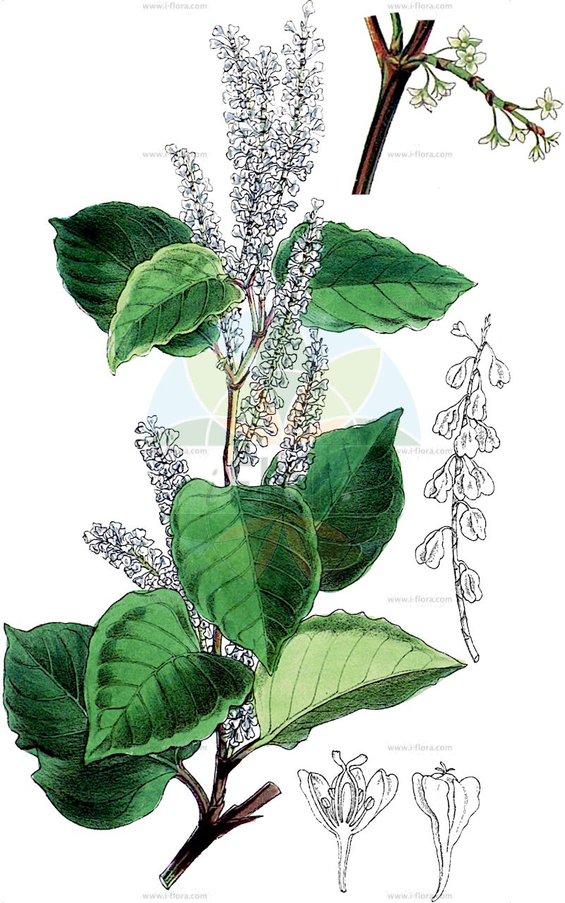 Reynoutria japonica - Polygonaceae,Plantae,Pteridobiotina,Angiosperms,Caryophyllales,Polygonaceae,Reynoutria,Reynoutria japonica,Fallopia compacta, Fallopia japonica, Fallopia japonica f. colorans, Fallopia japonica var. compacta, Fallopia japonica var. compacta, Fallopia japonica var. hachidyoensis, Fallopia japonica var. uzenensis, Pleuropterus cuspidatus, Pleuropterus zuccarinii, Polygonum compactum, Polygonum cuspidatum, Polygonum cuspidatum var. spectabile, Polygonum hachidyoense, Polygonum reynoutria, Polygonum reynoutria f. colorans, Polygonum sieboldii, Polygonum zuccarinii, Reynoutria compacta, Reynoutria hachidyoensis, Reynoutria hachidyoensis var. terminalis, Reynoutria hachijoensis, Reynoutria hastata, Reynoutria henryi, Reynoutria japonica var. compacta, Reynoutria japonica var. hastata, Reynoutria japonica var. spectabilis, Reynoutria japonica var. terminalis, Reynoutria japonica var. uzenensis, Reynoutria uzenensis, Tiniaria japonica,Japanischer Flügelknöterich;Japanischer Staudenknöterich;Spitzblättriger Knöterich;Staudenknöterich;Kleiner Japanischer Flügelknöterich;japanese knotweed;knotweed;asiatic knotweed;japanese fleece flower;mexican bamboo;Renouée;Renouée du Japon;renouée à feuilles en pointe;reynoutria du Japon;reynoutria;Poligono asiatico;Poligono del Giappone;stor sötväppling;japanse duizendknoop;рейнутрия японская;горец остроконечный;горец японский;parkslide;Japansk pileurt;rdestowiec ostrokończysty;rdest ostrokończysty;meigetsusô;itadori;メイゲツソウ;keitadori;ケイタドリ;イタドリ;japonski dresnik;Ártéri japánkeserűfű;Japánkeserűfű-fajok;japánkóró;křídlatka hrotolistá;křídlatka japonská;krídlatka končistolistá;pohánkovec japonský;гірчак гостролистий;японска рейнутриа;parkslirekne;japanintatar;hǔ zhàng;虎杖