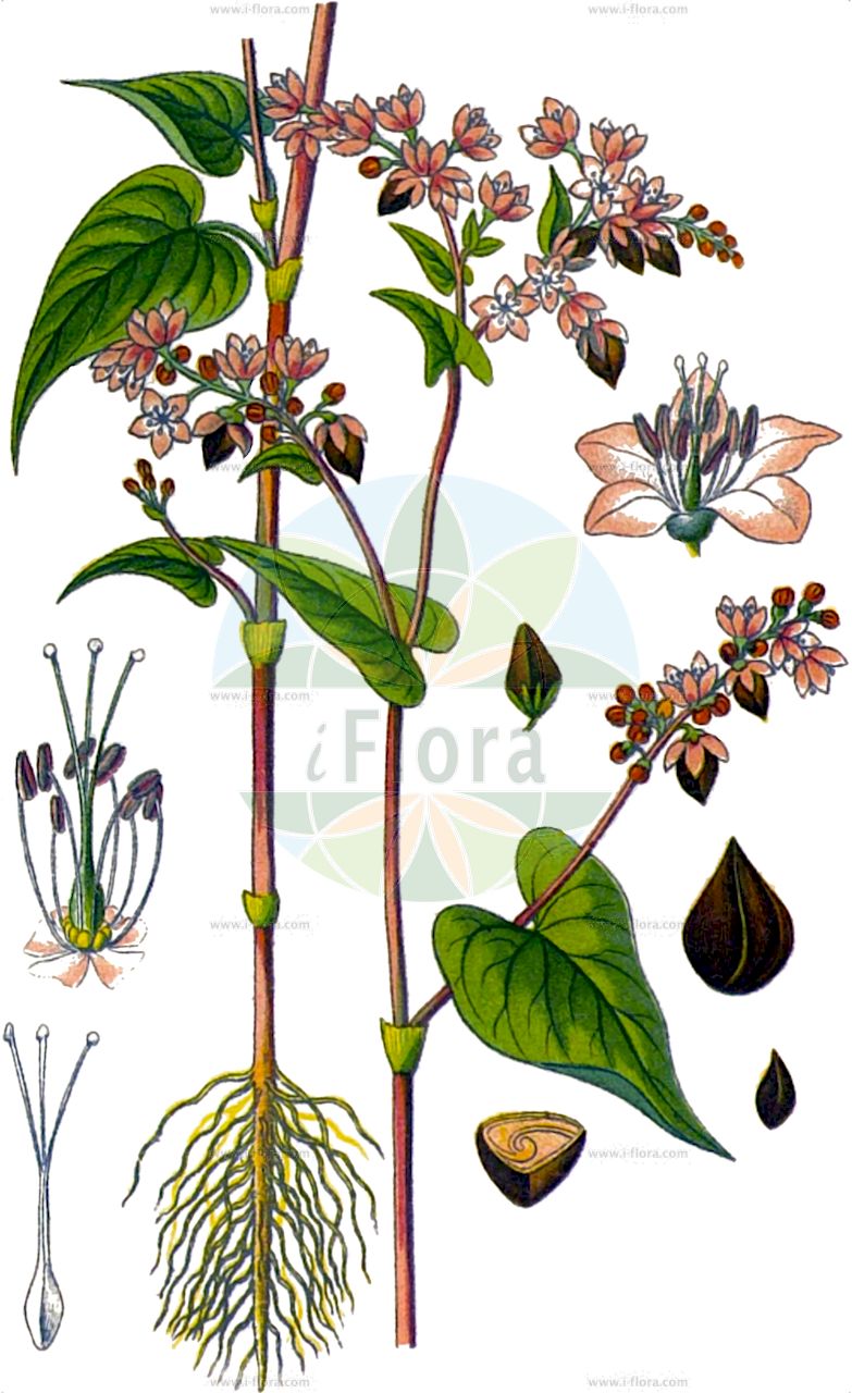 Fagopyrum esculentum - Polygonaceae,Plantae,Pteridobiotina,Angiosperms,Caryophyllales,Polygonaceae,Fagopyrum,Fagopyrum esculentum,Fagopyrum cereale, Fagopyrum dryandrii, Fagopyrum emarginatum, Fagopyrum emarginatum, Fagopyrum emarginatum var. kunawarense, Fagopyrum esculentum subsp. ancestralis, Fagopyrum fagopyrum, Fagopyrum polygonum, Fagopyrum sagittatum, Fagopyrum sarracenicum, Fagopyrum vulgare, Fagopyrum vulgare, Helxine fagopyrum, Polygonum emarginatum, Polygonum fagopyrum,Echter Buchweizen;Heidekorn;Heidenkorn;buckwheat;common buckwheat;sarrasin commun;Blé noir;Sarrasin commun;sarrasin;renouée sarrasin;sarrasin comestible;alforfon;trigo sarraceno;granoturco;alforfón;trigo árabe;trigo negro;Grano saraceno comune;fagopiro;grano saraceno;grano nero;struik-kroonkruid;gewoone boekweit;gewone boekweit;boekweit;sarraceno;trigo-mourisco;grão-sarraceno;trigo-negro;trigo-sarraceno;гречиха посевная;гречиха обыкновенная;гречиха съедобная;гречиха культурная;kara buğday;fagopira;grurëzi;hejda e rëndomtë;blat négre;cairut;fajol;faxol;prava heljda;struik-jasmijn;vanlig bovete;bovete;almindelig boghvede;gryka zwyczajna;soba;ソバ;navadna ajda;hajdina;pohanka obecná;pohanka střelovitá;hrișcă;pohánka jedlá;pohánka siata;pohánka streliciová;гречка звичайна;гречка їстивна;гречка посівна;гречка справжня;гречиха;елда;bokhvete;tattari;viljatatar;bókhveiti;хељда;qiáo mài;荞麦