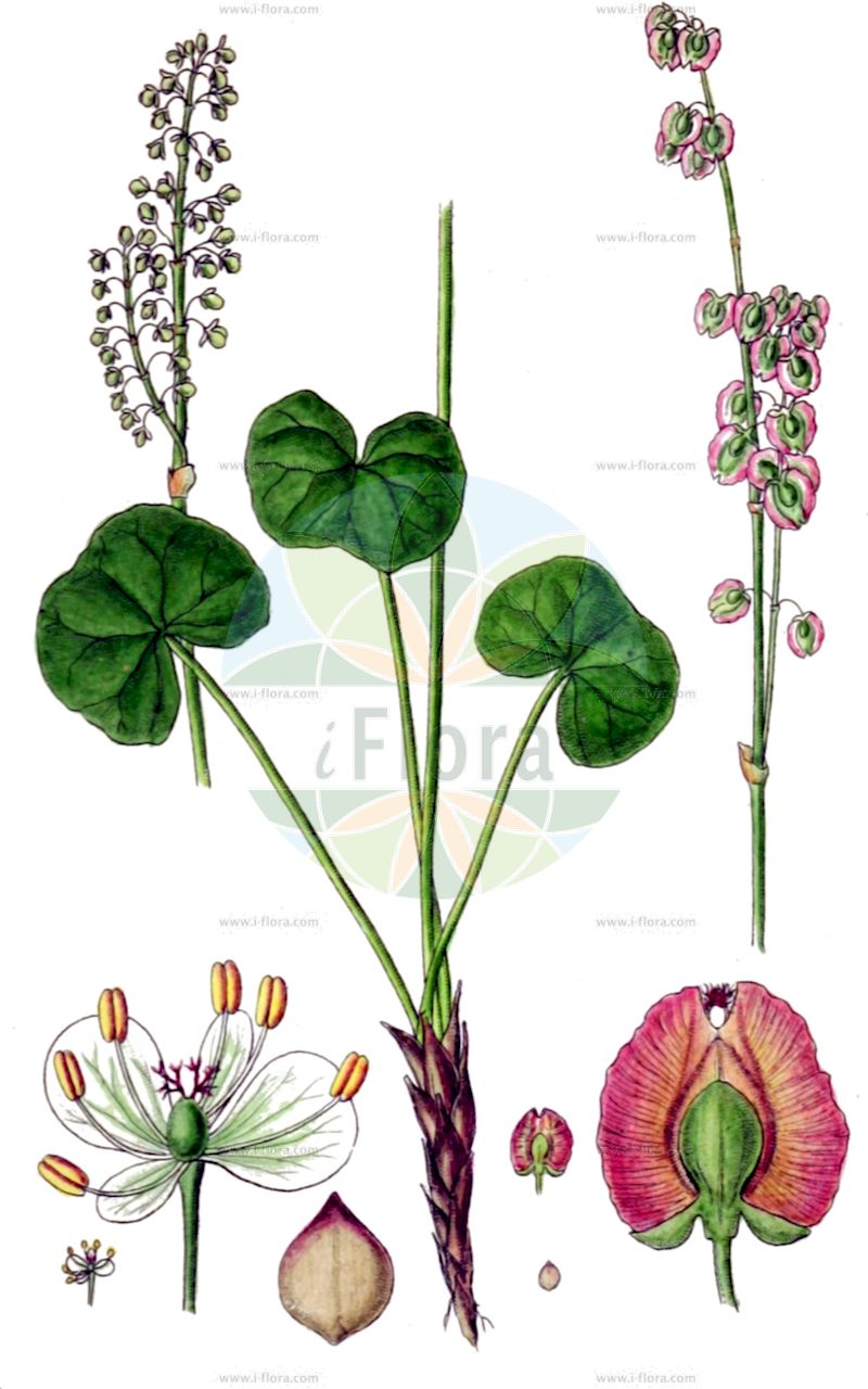 Oxyria digyna - Polygonaceae,Plantae,Pteridobiotina,Angiosperms,Caryophyllales,Polygonaceae,Oxyria,Oxyria digyna,Acetosa digyna, Donia digyna, Donia sapida, Lapathum digynum, Oxyria digyna f. elatior, Oxyria elatior, Oxyria reniformis, Oxyria reniformis var. elatior, Rheum digynum, Rumex digynus,Alpen-Säuerling;Säuerling;mountain sorrel;alpine mountain-sorrel;oxyrie de montagne;alpine mountainsorrel;alpine sorrel o;Oxyria à deux styles;oseille glaciaire;oxyria à deux carpelles;oxyria à deux stigmates;Acetosa soldanella;кисличник двустолбиковы;yayla kuzukulağı;oxíria;planinska ruđevica;fjällsyra;fjeldsyre;szczawiór alpejski;marupa-gishi-gishi;マルパギシギシ;alpski kislec;кисличник двостовпчиковий;киселичник;fjellsyre;hapro;ólafssúra;οξυρία δίγυνος;shān liǎo;山蓼