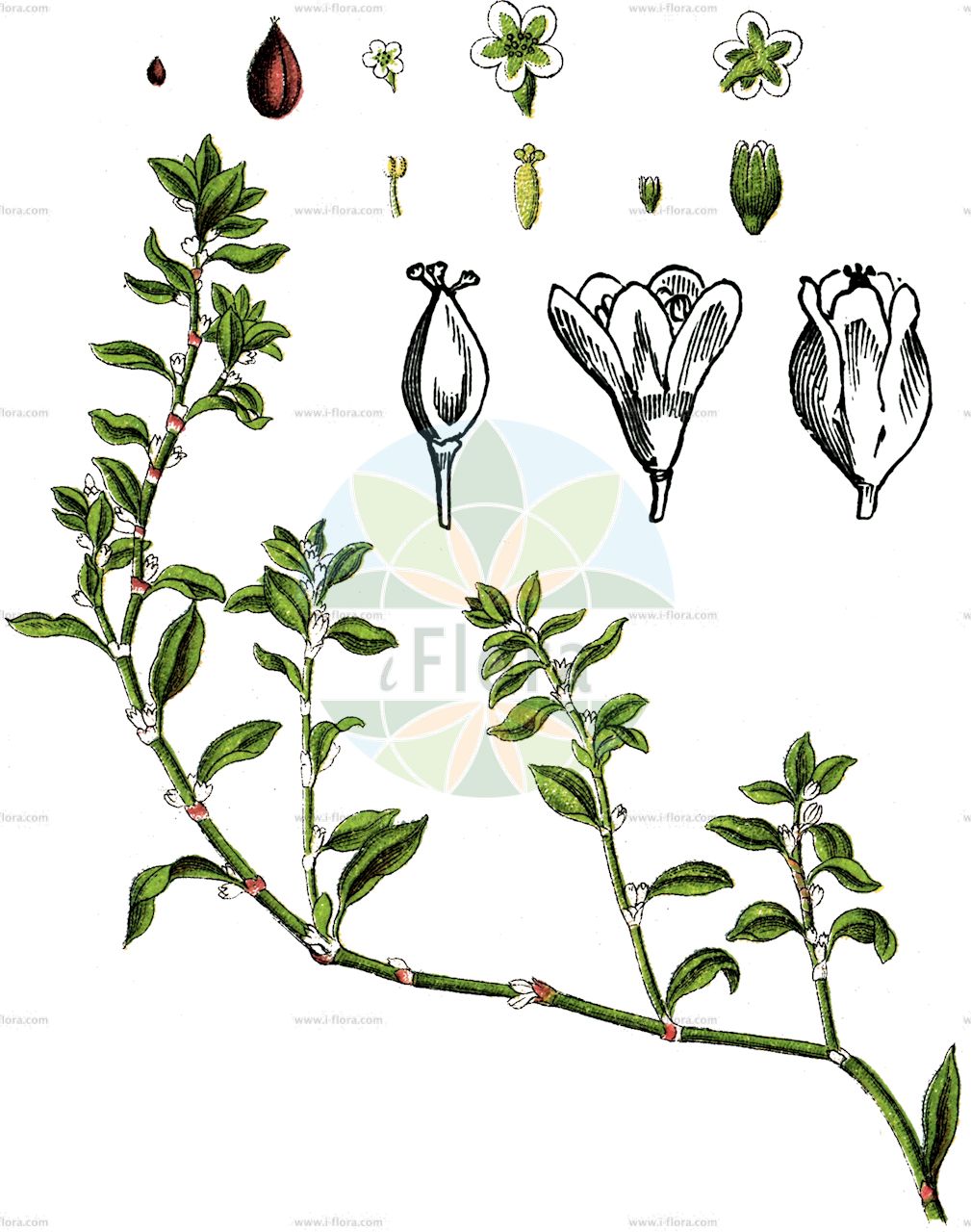 Polygonum aviculare - Polygonaceae,Plantae,Pteridobiotina,Angiosperms,Caryophyllales,Polygonaceae,Polygonum,Polygonum aviculare,Avicularia vulgaris, Centinodium axillare, Polygonum aequale subsp. oedocarpum, Polygonum agreste, Polygonum aphyllum, Polygonum araraticum, Polygonum aviculare subsp. aviculare, Polygonum aviculare subsp. heterophyllum, Polygonum aviculare subsp. monspeliense, Polygonum aviculare subsp. neglectum, Polygonum aviculare subsp. rectum, Polygonum aviculare var. angustissimum, Polygonum aviculare var. aviculare, Polygonum aviculare var. eximium, Polygonum aviculare var. heterophyllum, Polygonum aviculare var. neglectum, Polygonum aviculare var. vegetum, Polygonum berteroi, Polygonum ganderbalense, Polygonum heterophyllum, Polygonum heterophyllum f. rubescens, Polygonum heterophyllum var. angustissimum, Polygonum heterophyllum var. caespitosum, Polygonum heterophyllum var. eximium, Polygonum heterophyllum var. rubescens, Polygonum monspeliense, Polygonum neglectum, Polygonum procumbens, Polygonum retinerve, Polygonum rubescens, Polygonum scythicum, Polygonum striatum, Polygonum uruguense,Eigentlicher Echter Vogelknöterich;Schmalblättriger Vogel-Knöterich;Breitblättriger Vogel-Knöterich;Übersehener Vogel-Knöterich;Gewöhnlicher Vogelknöterich;Gewöhnlicher Vogel-Knöterich;Vogel-Knöterich;Feld-Knöterich;Echter Vogelknöterich;Unbeachteter Echter Vogelknöterich;knotgrass;cornfield knotgrass;doorweed;common knotweed;narrow-leaf knotweed;renouée des oiseaux;renouée négligée;common knotweed;Renouée des oiseaux;herbe à cochon;trainasse;lengua de pajaro;oreja de raton;pico de gorrion;chilillo;cien nudos;correas;corredora;estiravella;hierba de las calanturas;lengua de pájaro;milnodia;oreja de ratón;pasto del pollo;pico de gorrión;sangrina;sanguinaria;centidonia;centinodia;ciennudos;corregüela de los caminos;hierba nudosa;hierba rastrera;polígono macho;sanguinaria mayor;saucejo;poligono gegli uccelli;centinoda;correggiola;poligono comune;poligono degli uccelli;poligono centinodia;varkensgras;gewoon varkensgras;erva-da-muda;sempre-noiva;centonódia;corriola-bastarda;erva-da-ferradeira;erva-da-saúde;erva-das-galinhas;erva-dos-passarinhos;língua-de-perdiz;persicária-sempre-noiva;sanguinária;sanguinha;sempre-noiva-dos-modernos;спорыш;горец незамечаемый;горец птичий;спорыш незамеченный;köyotu;bar pate;bari i oborreve;nejcë;centinòdia;corretjola;passacamins;passacamins comú;ptičji dvornik;trampört;stor trampört;vejpileurt;rdest ptasi;michiyanagi;niwayanagi;michi-yanagi;niwa-yanagi;ミチヤナギ;ニワヤナギ;ptičja dresen;madárkeserűfű;porcsin keserűfű;rdesno ptačí;truskavec ptačí;troscot;stavikrv vtáčí;гірчак звичайний;гірчак монпелійський;гъшеница;обикновена пача трева;erilehine linnurohi;dažādlapu sūrene;tungras;pihatatar;blóðarfi;птичји дворник;arkubbit tzarat-'alim;אַרְכֻּבִּית צָרַת-עָלִים;nelygialapis rūgtis;πολικόμπι;biānxù;萹蓄