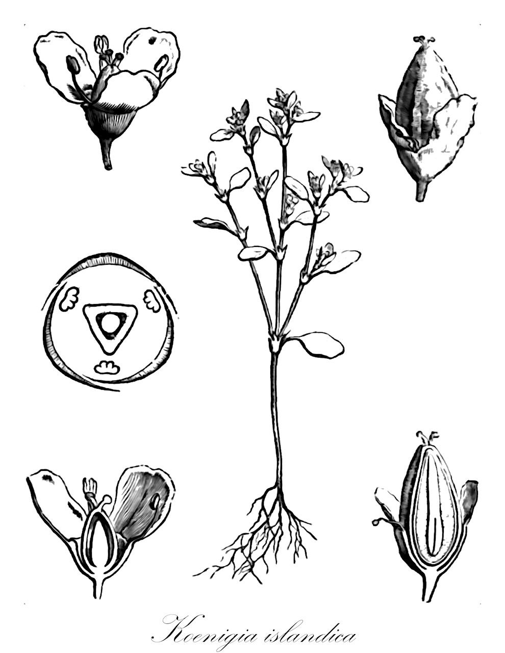 Koenigia islandica - Polygonaceae,Plantae,Pteridobiotina,Angiosperms,Caryophyllales,Polygonaceae,Koenigia,Koenigia islandica,Koenigia fuegiana, Macounastrum islandicum, Polygonum islandicum,Islandknöterich;iceland-purslane;island koenigia;koenigia d'islande;koenigia d'Islande;кенигия исландская;dvärgsyra;dværgsyre;dvergsyre;kurjentatar;naflagras;bīng dǎo liǎo shǔ;冰岛蓼属