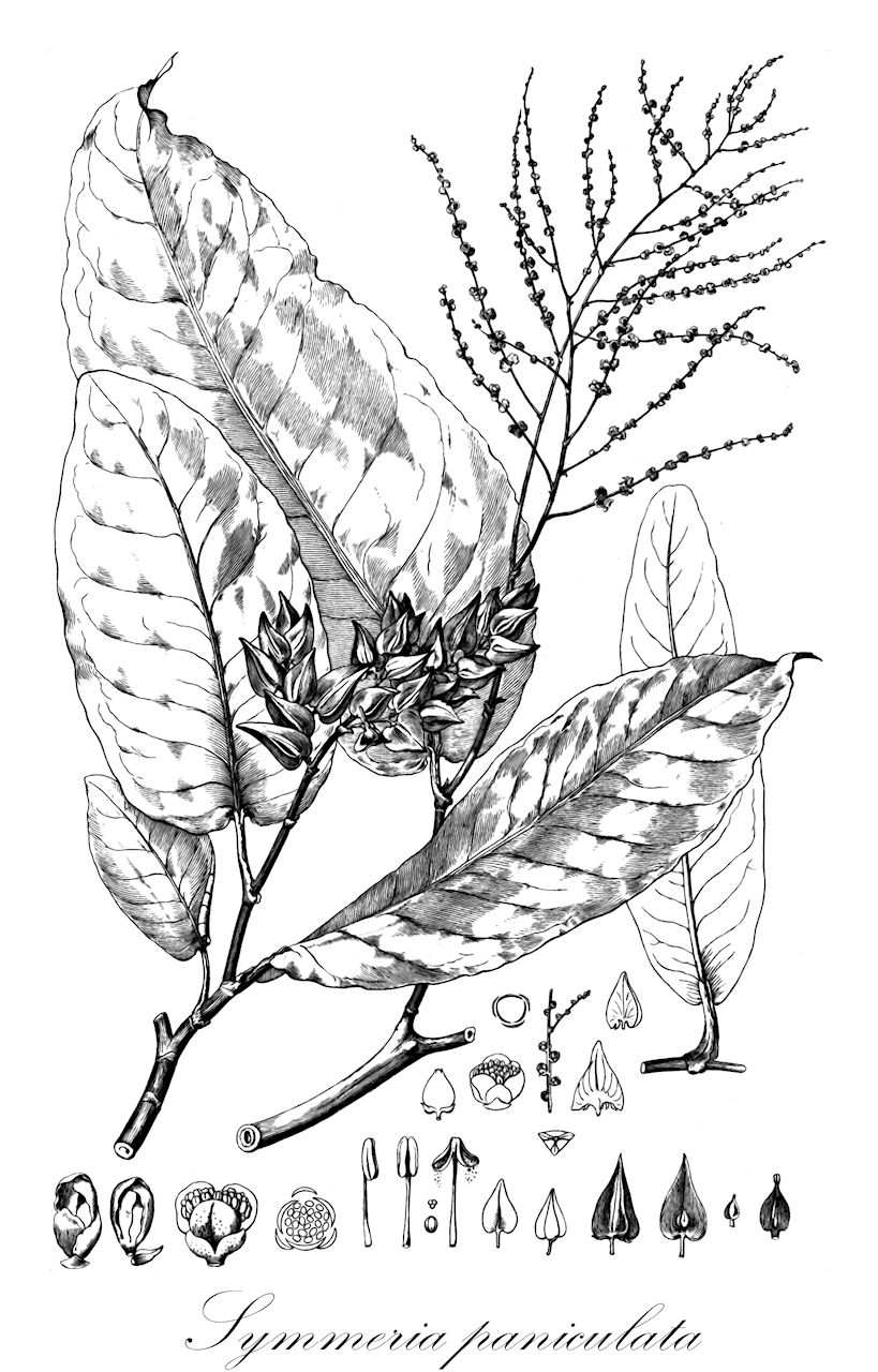 Symmeria paniculata - Polygonaceae,Plantae,Pteridobiotina,Angiosperms,Caryophyllales,Polygonaceae,Symmeria,Symmeria paniculata,Amalobotrya latifolia