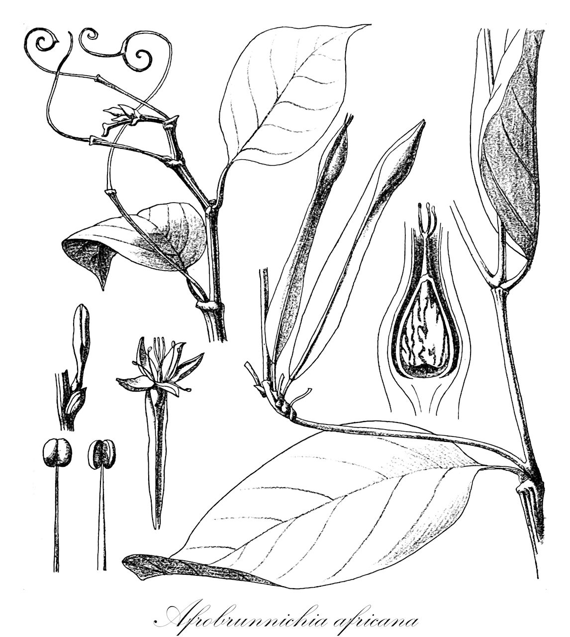 Afrobrunnichia africana - Polygonaceae,Plantae,Pteridobiotina,Angiosperms,Caryophyllales,Polygonaceae,Afrobrunnichia,Afrobrunnichia africana,Brunnichia africana