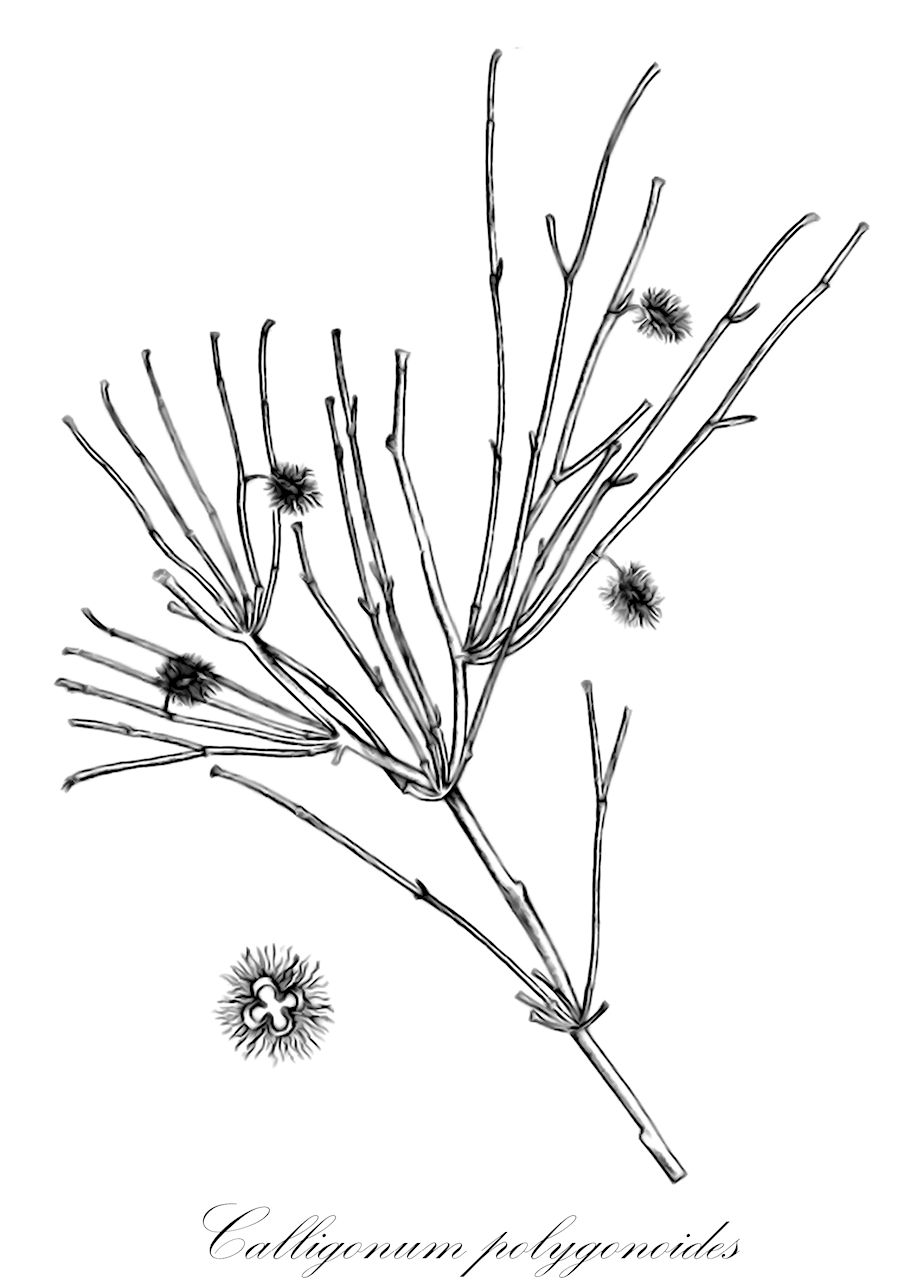 Calligonum polygonoides - Polygonaceae,Plantae,Pteridobiotina,Angiosperms,Caryophyllales,Polygonaceae,Calligonum,Calligonum polygonoides,arta;shavtut metzyatz;שַׁבְטוּט מְצֻיָּץ;arta