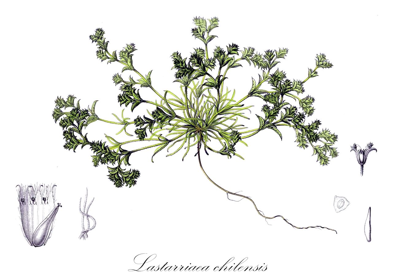 Lastarriaea chilensis - Polygonaceae,Plantae,Pteridobiotina,Angiosperms,Caryophyllales,Polygonaceae,Lastarriaea,Lastarriaea chilensis