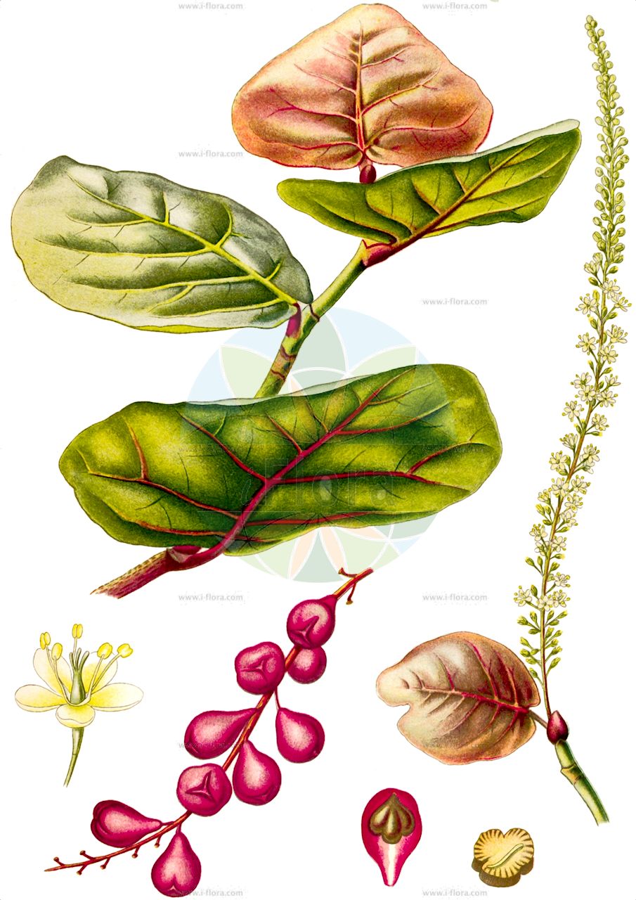 Coccoloba uvifera - Polygonaceae,Plantae,Pteridobiotina,Angiosperms,Caryophyllales,Polygonaceae,Coccoloba,Coccoloba uvifera,Coccolobis uvifera, Polygonum uviferum,shore-grape;uva de playa