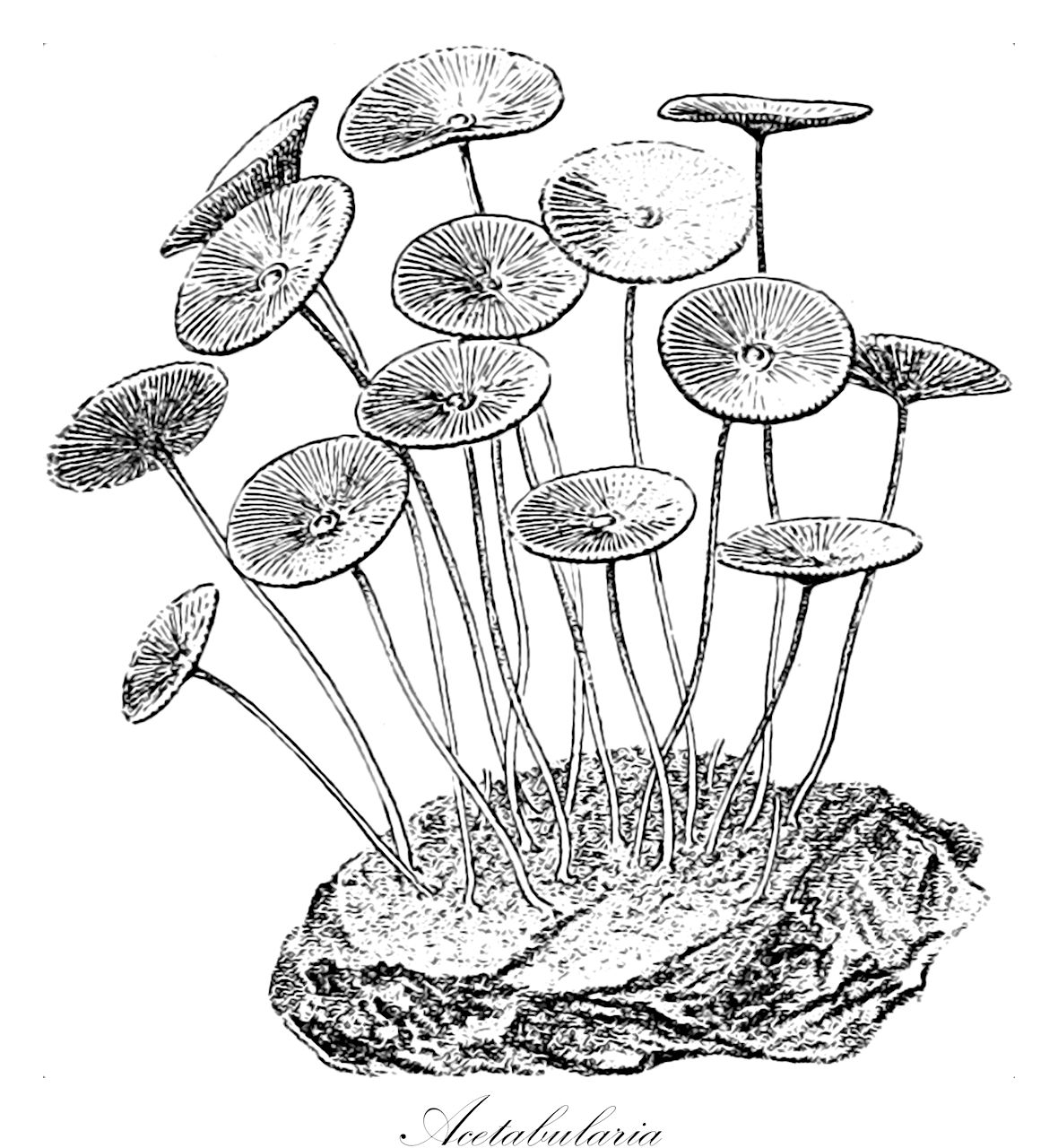 Acetabularia - Polyphysaceae,Biota,Plantae,Chlorophyta,Chlorophytina,Ulvophyceae,Dasycladales,Polyphysaceae,Acetabularia,Polyphisa, Polyphysa