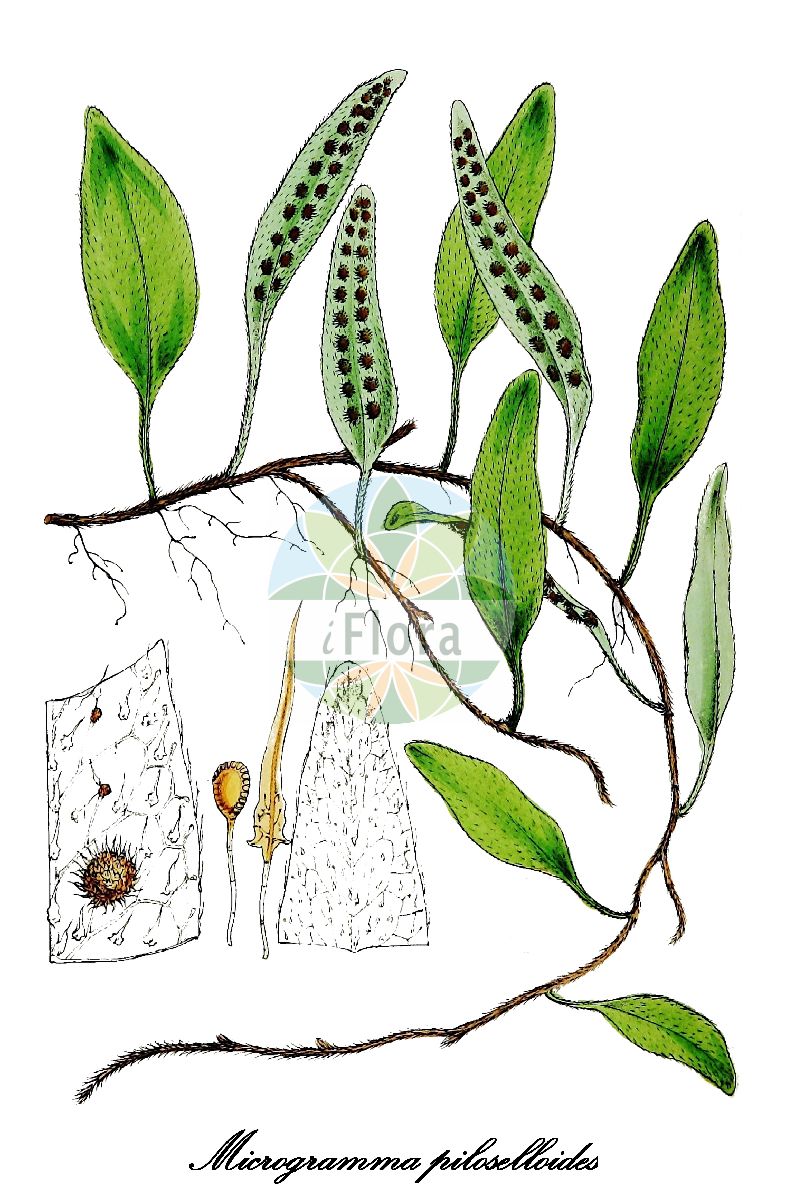 Microgramma piloselloides - Polypodiaceae,Plantae,Pteridobiotina,Polypodiophyta,Polypodiopsida,Polypodiidae,Polypodiales,Polypodiaceae,Polypodioideae,Microgramma,Microgramma piloselloides,Craspedaria piloselloides, Craspedaria veronicifolia, Lepicystis piloselloides, Lopholepis piloselloides, Marginaria piloselloides, Niphobolus antillarum, Niphobolus piloselloides, Polypodium hirtisorum, Polypodium piloselloides