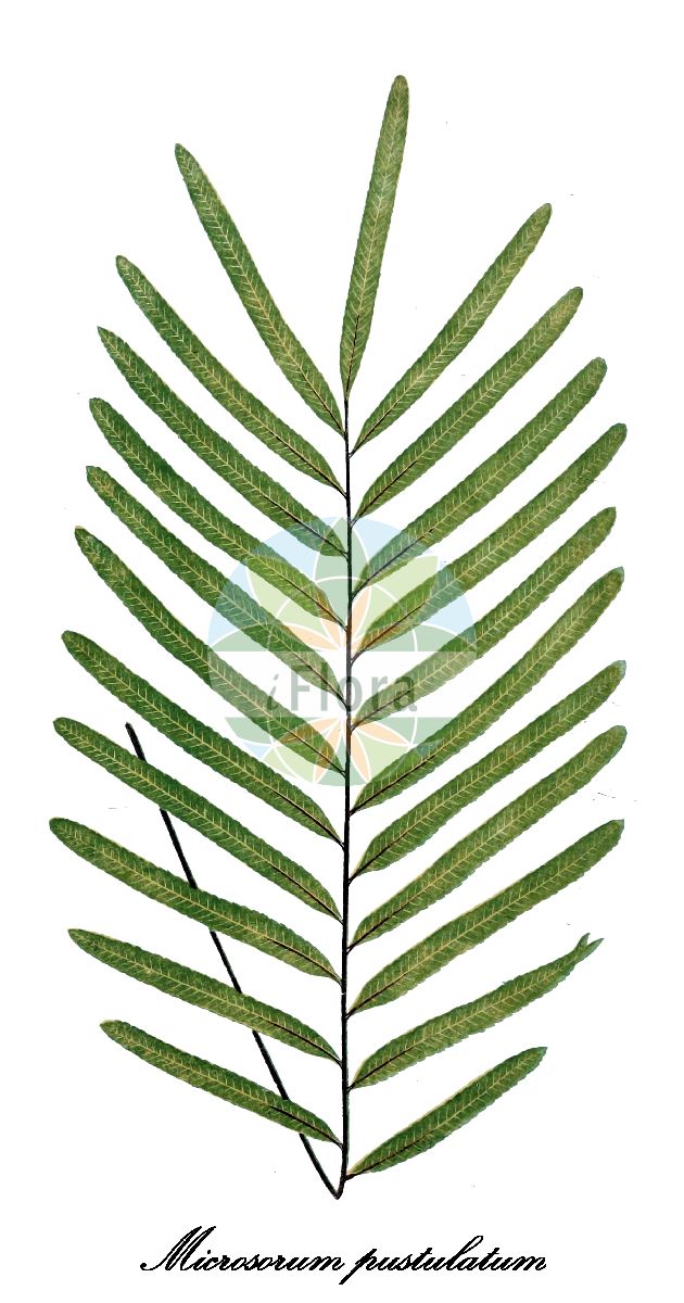 Microsorum pustulatum - Polypodiaceae