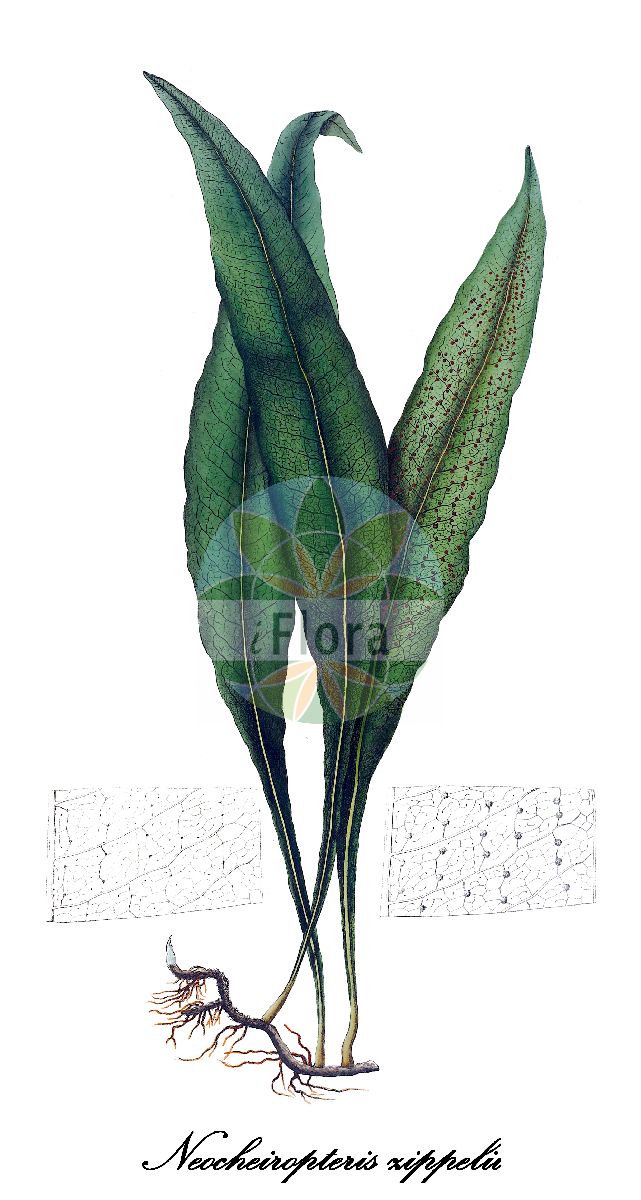 Microsorum zippelii - Polypodiaceae,Plantae,Pteridobiotina,Polypodiophyta,Polypodiopsida,Polypodiidae,Polypodiales,Polypodiaceae,Microsoroideae,Microsorum,Microsorum zippelii,Bathmium subfalcatum, Colysis zippelii, Drynaria subfalcata, Microsorum luzonicum, Neocheiropteris zippelii, Neolepisorus zippelii, Pleopeltis luzonica, Pleopeltis zippelii, Polypodium heterocarpum var. zippelii, Polypodium luzonicum, Polypodium oxyphyllum, Polypodium zippelii