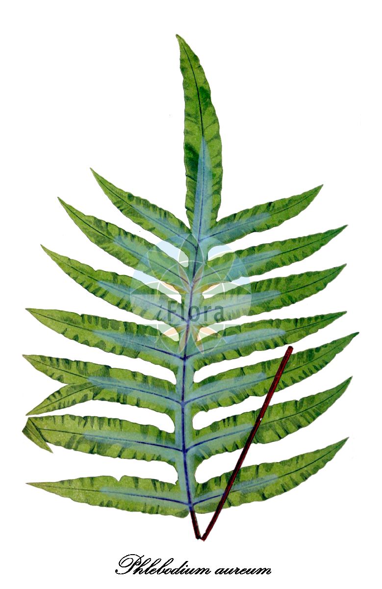 Phlebodium aureum - Polypodiaceae,Plantae,Pteridobiotina,Polypodiophyta,Polypodiopsida,Polypodiidae,Polypodiales,Polypodiaceae,Polypodioideae,Phlebodium,Phlebodium aureum,Chrysopteris aurea, Chrysopteris grandis, Chrysopteris martinicensis, Chrysopteris microdictya, Chrysopteris pulvinata, Phlebodium aureum var. pulvinatum, Phlebodium grande, Phlebodium microdictyum, Phlebodium pulvinatum, Pleopeltis aurea, Polypodium auratum, Polypodium aureum, Polypodium aureum var. pulvinatum, Polypodium pulvinatum,Goldener Hasenfußfarn;goldfoot fern;golden polypody;polypode jaune;polypode doré;palmita