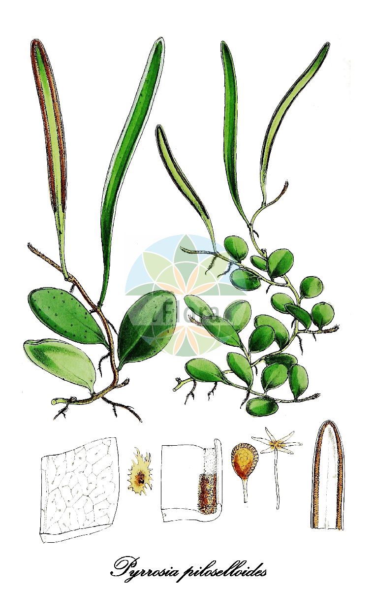 Pyrrosia piloselloides - Polypodiaceae,Plantae,Pteridobiotina,Polypodiophyta,Polypodiopsida,Polypodiidae,Polypodiales,Polypodiaceae,Platycerioideae,Pyrrosia,Pyrrosia piloselloides,Drymoglossum piloselloides, Drymoglossum piloselloides var. platycerioides, Drymoglossum rotundifolium, Lemmaphyllum piloselloides, Notholaena piloselloides, Oetosis piloselloides, Pteris piloselloides, Pteropsis piloselloides, Taenitis piloselloides