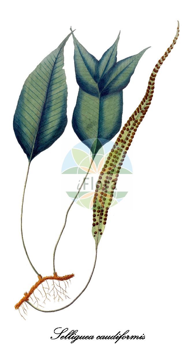 Selliguea caudiformis - Polypodiaceae,Plantae,Pteridobiotina,Polypodiophyta,Polypodiopsida,Polypodiidae,Polypodiales,Polypodiaceae,Drynarioideae,Selliguea,Selliguea caudiformis,Pleopeltis calophlebia, Pleopeltis caudiformis, Pleopeltis caudiformis, Pleopeltis plebiscopa, Polypodium calophlebium, Polypodium caudiforme, Selliguea calophlebia
