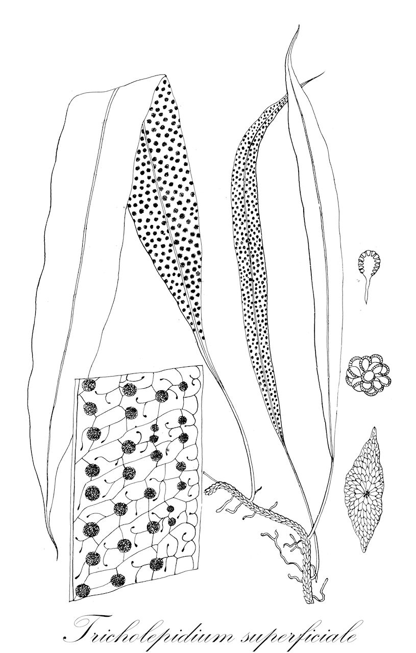 Tricholepidium superficiale - Polypodiaceae,Plantae,Pteridobiotina,Polypodiophyta,Polypodiopsida,Polypodiidae,Polypodiales,Polypodiaceae,Microsoroideae,Tricholepidium,Tricholepidium superficiale,Colysis superficialis, Lepidomicrosorium angustifolium, Lepidomicrosorium nanchuanense, Lepidomicrosorium sichuanense, Lepidomicrosorium superficiale, Microsorum brachylepis, Microsorum masaskei, Microsorum ovalifolium, Microsorum simulans, Microsorum superficiale, Microsorum takhtajanii, Microsorum tibeticum, Neocheiropteris ningpoensis, Neocheiropteris superficialis, Phymatodes masaskei, Polypodium brachylepis, Polypodium buergerianum var. ningpoense, Polypodium masaskei, Polypodium nigrocinctum, Polypodium ningpoense, Polypodium superficiale, Tricholepidium tibeticum