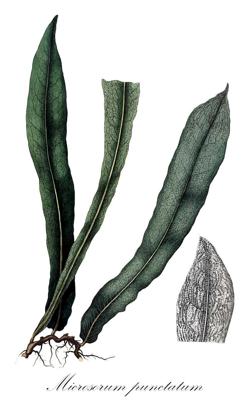 Microsorum punctatum - Polypodiaceae,Plantae,Pteridobiotina,Polypodiophyta,Polypodiopsida,Polypodiidae,Polypodiales,Polypodiaceae,Microsoroideae,Microsorum,Microsorum punctatum,Aspidium microcarpon, Colysis irioides, Drynaria irioides, Drynaria obtusata, Drynaria polycarpa, Drynaria pulverulenta, Microsorum irioides, Microsorum irregulare, Microsorum neoguineense, Microsorum polycarpon, Microsorum sessile, Microsorum subirideum, Microsorum validum, Niphobolus polycarpus, Phymatodes irioides, Phymatodes lingulata, Phymatodes polycarpa, Phymatodes polycarpus, Phymatodes sessilis, Pleopeltis antrophyoides, Pleopeltis megalosoroides, Pleopeltis millisora, Pleopeltis neoguineensis, Pleopeltis obtusata, Pleopeltis polycarpa, Pleopeltis pulverulenta, Pleopeltis sessilis, Pleopeltis valida, Pleopeltis viridis, Polypodium altum, Polypodium antrophyoides, Polypodium crassinerve, Polypodium irioides f. cristatum, Polypodium lingulatum, Polypodium megalosoroides, Polypodium microsorum, Polypodium millisorum, Polypodium neoguineense, Polypodium polycarpon, Polypodium polycarpon var. obtusatum, Polypodium polycephalum, Polypodium punctatum f. cristatum, Polypodium punctatum subsp. subdrynariaceum, Polypodium punctatum subsp. subirideum, Polypodium punctatum var. subdrynariaceum, Polypodium punctatum var. subirideum, Polypodium subirideum, Polypodium validum