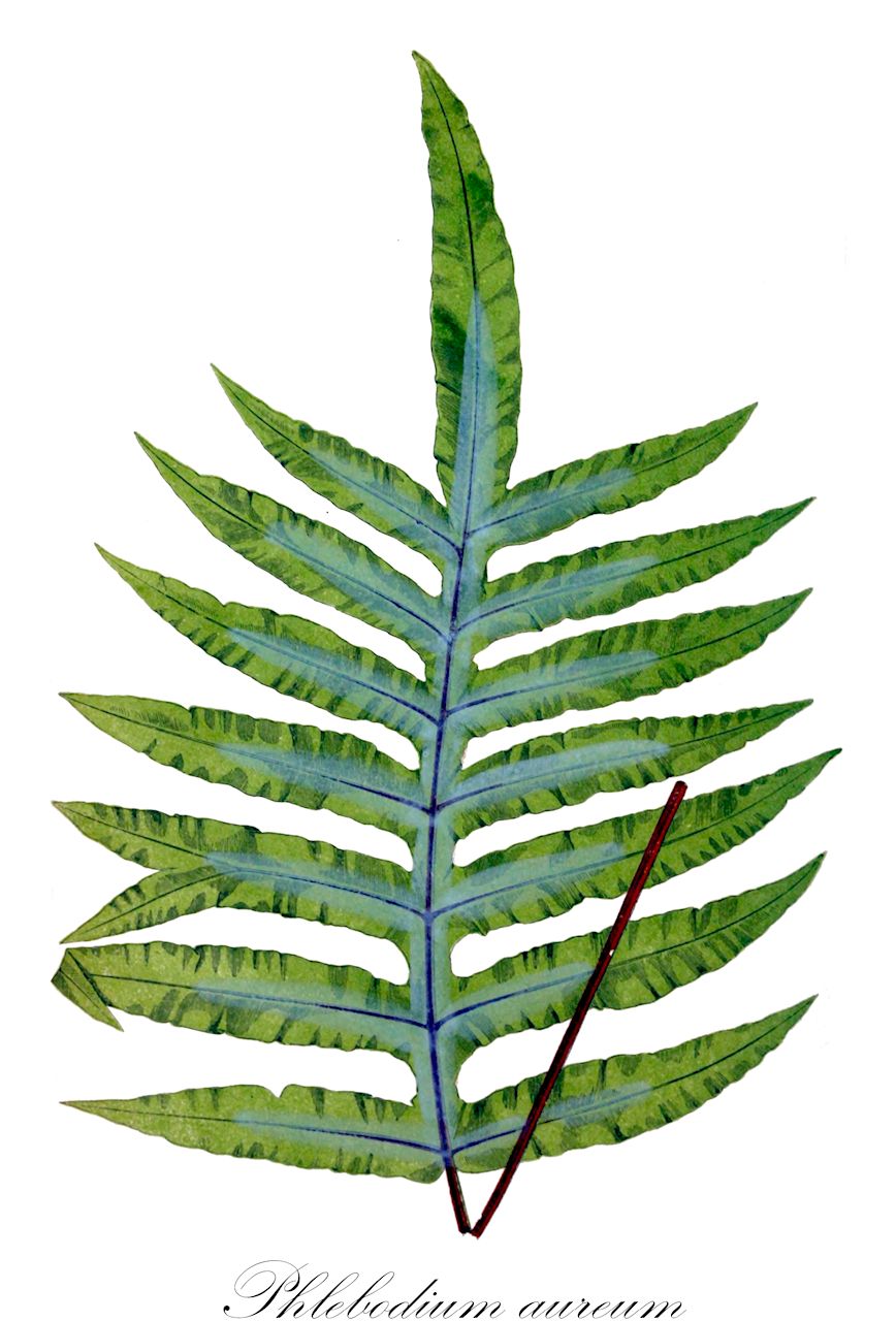 Phlebodium aureum - Polypodiaceae,Plantae,Pteridobiotina,Polypodiophyta,Polypodiopsida,Polypodiidae,Polypodiales,Polypodiaceae,Polypodioideae,Phlebodium,Phlebodium aureum,Chrysopteris aurea, Chrysopteris grandis, Chrysopteris martinicensis, Chrysopteris microdictya, Chrysopteris pulvinata, Phlebodium aureum var. pulvinatum, Phlebodium grande, Phlebodium microdictyum, Phlebodium pulvinatum, Pleopeltis aurea, Polypodium auratum, Polypodium aureum, Polypodium aureum var. pulvinatum, Polypodium pulvinatum,Goldener Hasenfußfarn;goldfoot fern;golden polypody;polypode jaune;polypode doré;palmita