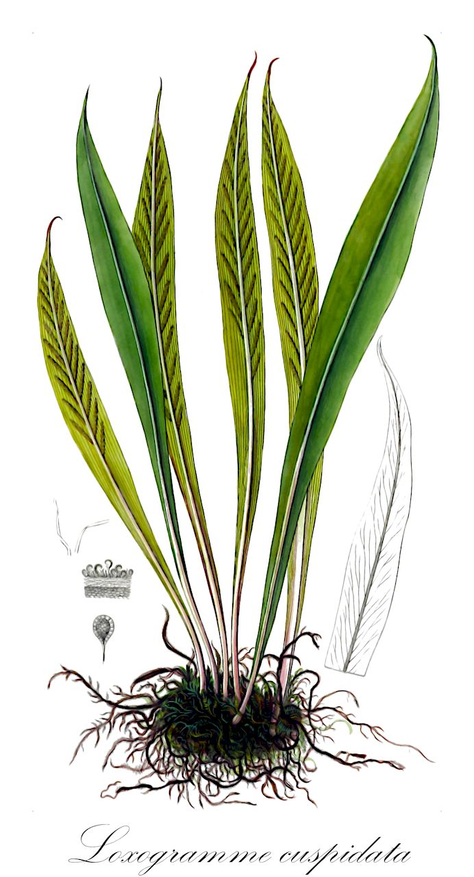 Loxogramme cuspidata - Polypodiaceae,Plantae,Pteridobiotina,Polypodiophyta,Polypodiopsida,Polypodiidae,Polypodiales,Polypodiaceae,Loxogrammoideae,Loxogramme,Loxogramme cuspidata,Grammitis cuspidata, Loxogramme duclouxii, Loxogramme tibetica, Polypodium succulentum