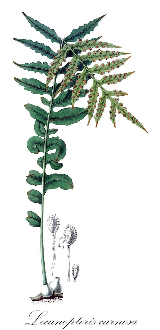 Lecanopteris carnosa - Polypodiaceae,Plantae,Pteridobiotina,Polypodiophyta,Polypodiopsida,Polypodiidae,Polypodiales,Polypodiaceae,Microsoroideae,Lecanopteris,Lecanopteris carnosa,Onychium carnosum, Pleopeltis carnosa, Polypodium lecanopteris, Polypodium patelliferum
