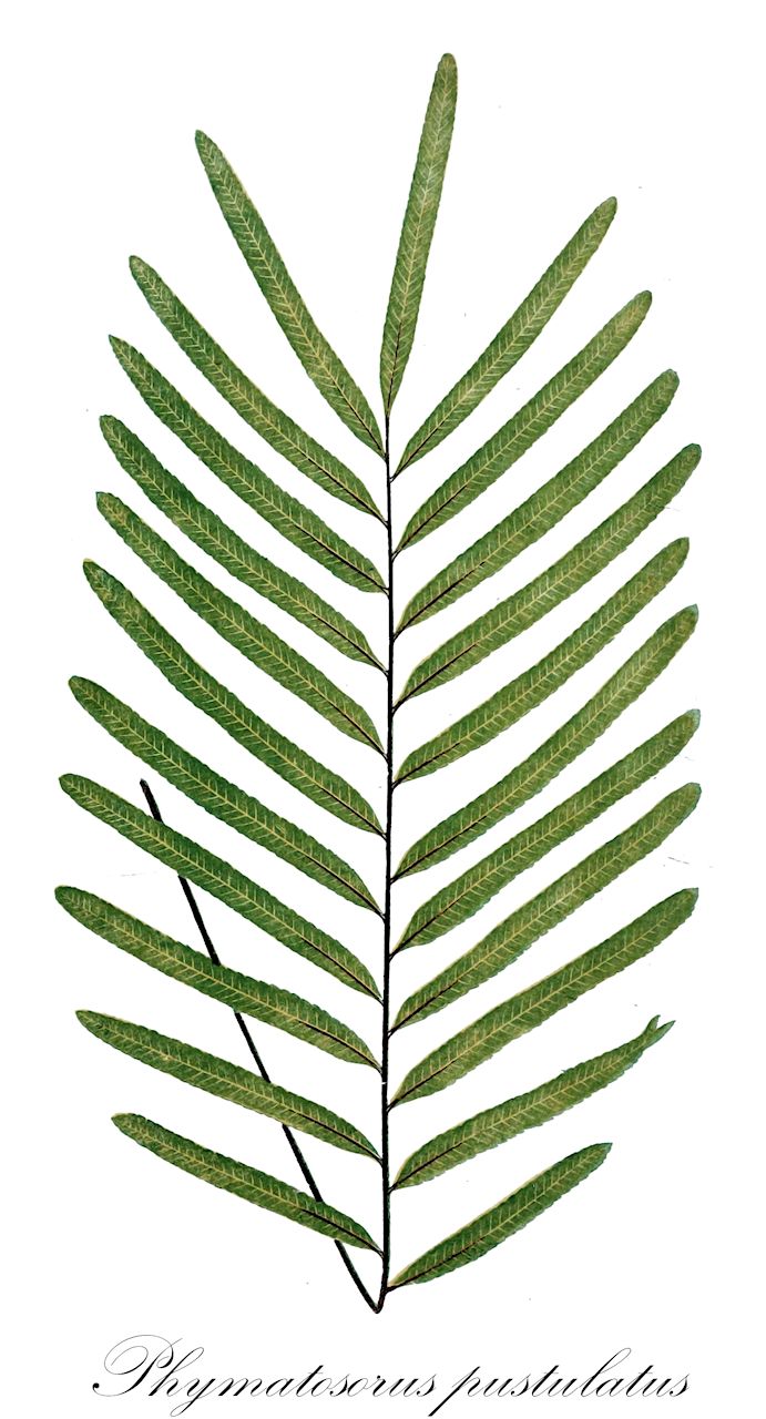 Phymatosorus pustulatus - Polypodiaceae,Plantae,Pteridobiotina,Polypodiophyta,Polypodiopsida,Polypodiidae,Polypodiales,Polypodiaceae,Microsoroideae,Phymatosorus,Phymatosorus pustulatus,Polypodium pustlulatum