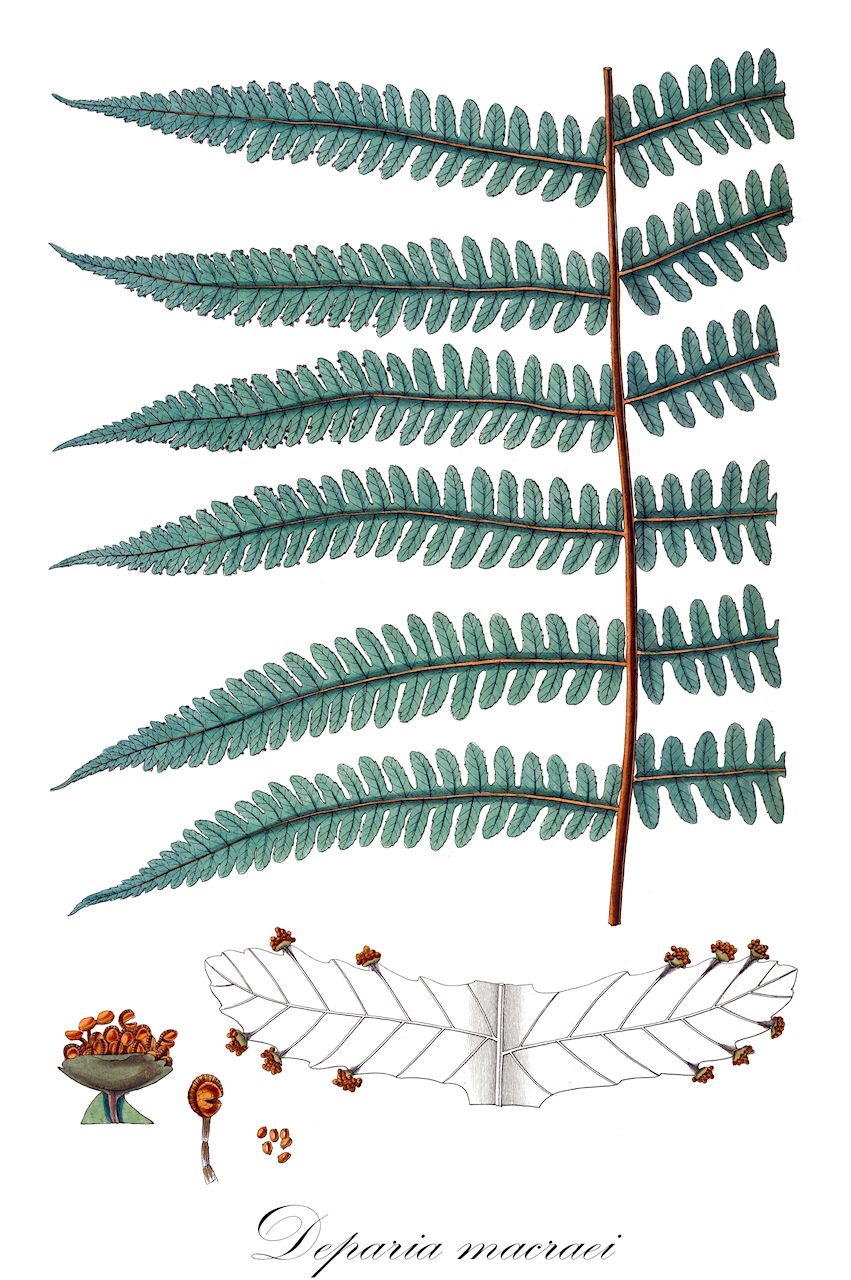 Deparia macraei - Athyriaceae
