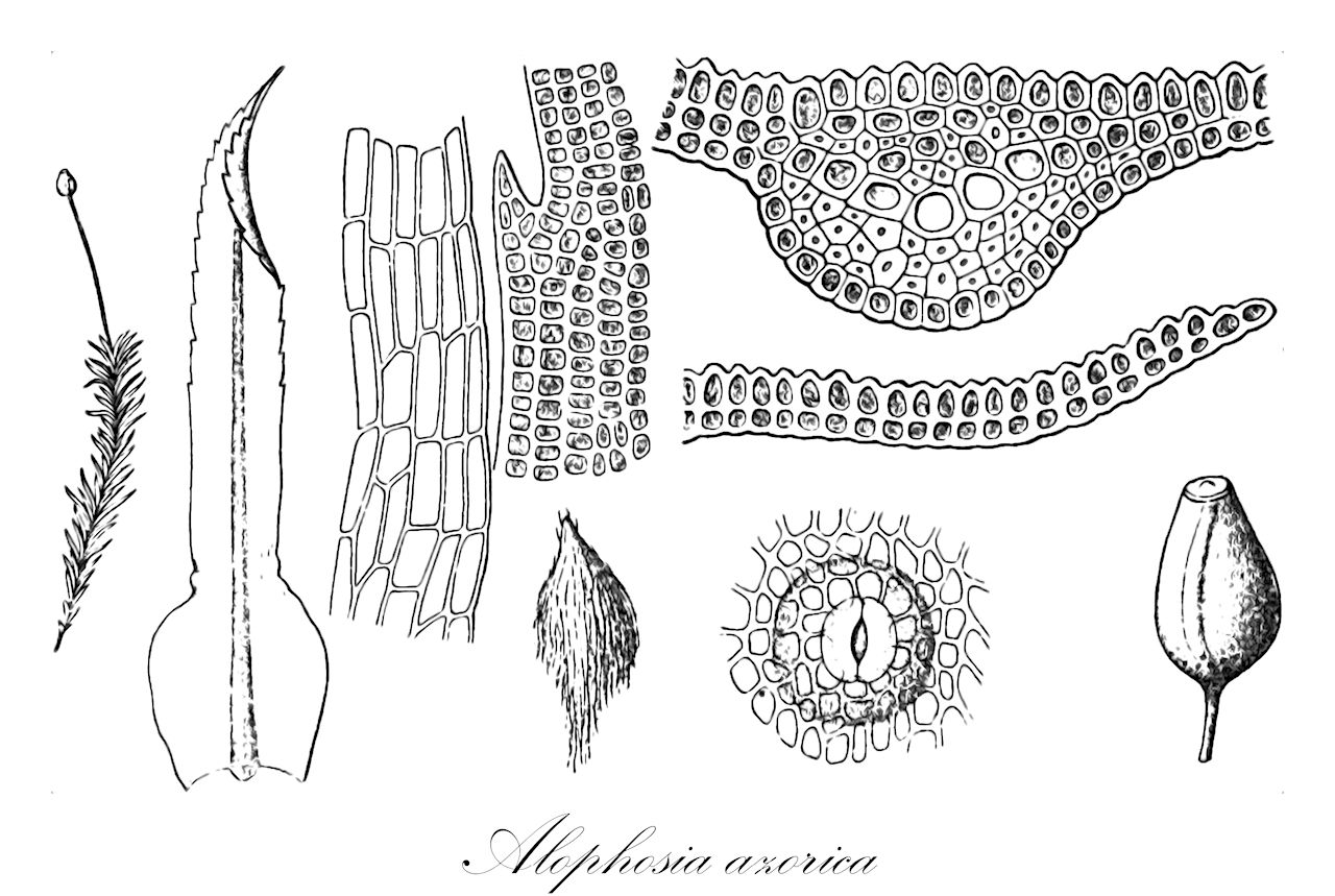 Alophosia azorica - Polytrichaceae,Plantae,Bryobiotina,Bryophyta,Polytrichopsida,Polytrichales,Polytrichaceae,Alophosia,Alophosia azorica,Lyellia azorica