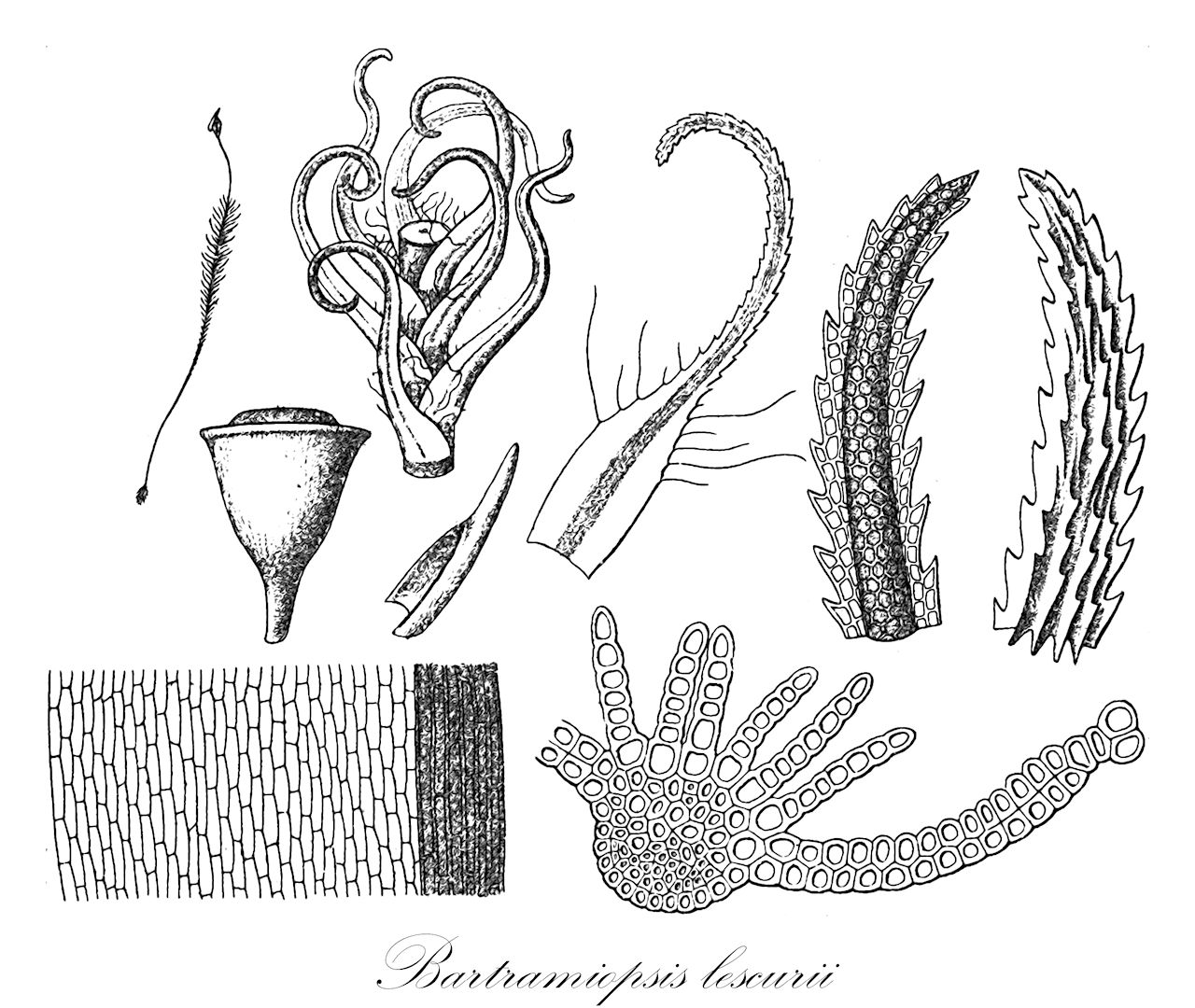 Bartramiopsis lescurii - Polytrichaceae,Plantae,Bryobiotina,Bryophyta,Polytrichopsida,Polytrichales,Polytrichaceae,Bartramiopsis,Bartramiopsis lescurii,Atrichum lescurii, Atrichum sitkanum, Bartramiopsis lescurii subsp. sitkana, Bartramiopsis sitkana, Catharinea lescurii, Lyellia lescurii, Oligotrichum lescurii, Oligotrichum mamillosum