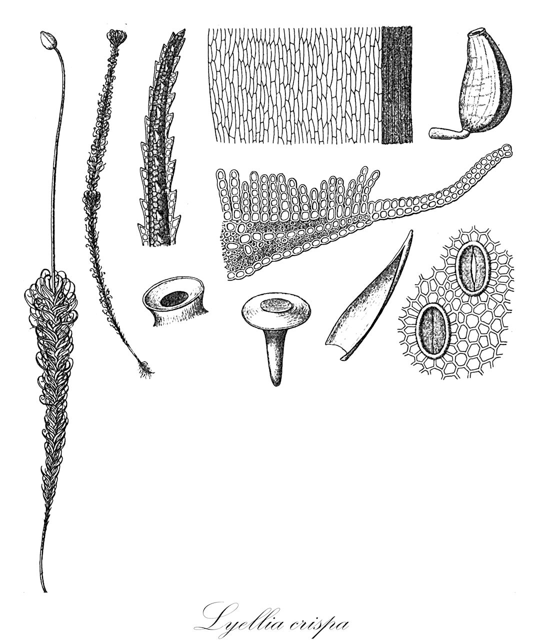 Lyellia crispa - Polytrichaceae,Plantae,Bryobiotina,Bryophyta,Polytrichopsida,Polytrichales,Polytrichaceae,Lyellia,Lyellia crispa