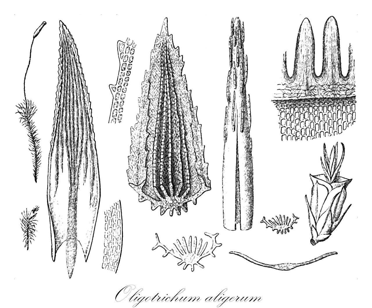 Oligotrichum aligerum - Polytrichaceae,Plantae,Bryobiotina,Bryophyta,Polytrichopsida,Polytrichales,Polytrichaceae,Oligotrichum,Oligotrichum aligerum