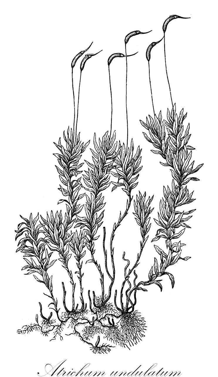 Atrichum undulatum - Polytrichaceae,Plantae,Bryobiotina,Bryophyta,Polytrichopsida,Polytrichales,Polytrichaceae,Atrichum,Atrichum undulatum,Atrichum abbreviatum, Atrichum obtusulum, Atrichum undulatum f. bipedicellatum, Atrichum undulatum f. intermedium, Atrichum undulatum f. paludosum, Atrichum undulatum f. polysetum, Atrichum undulatum subvar. laeve, Atrichum undulatum var. abbreviatum, Atrichum undulatum var. cuspidatum, Atrichum undulatum var. pallidum, Atrichum undulatum var. polycarpum, Atrichum undulatum var. ramosum, Atrichum undulatum var. rivulare, Atrichum undulatum var. yunnanense, Atrichum yunnanense, Bryum undulatum, Callibryon undulatum, Catharinea abbreviata, Catharinea angustata var. rivularis, Catharinea callibryon, Catharinea callibryon var. abbreviata, Catharinea ehrhartii, Catharinea flavilimbata, Catharinea obtusula, Catharinea pallida, Catharinea pallida var. abbreviata, Catharinea rivularis, Catharinea undulata, Catharinea undulata f. pluriseta, Catharinea undulata f. polycarpa, Catharinea undulata f. polyseta, Catharinea undulata f. rivularis, Catharinea undulata subsp. pallida, Catharinea undulata var. abbreviata, Catharinea undulata var. breviseta, Catharinea undulata var. intermedia, Catharinea undulata var. laevis, Catharinea undulata var. major, Catharinea undulata var. microcarpa, Catharinea undulata var. minor, Catharinea undulata var. pallida, Catharinea undulata var. paludosa, Catharinea undulata var. polycarpa, Catharinea undulata var. polyseta, Catharinea undulata var. ramosa, Catharinea undulata var. ramosa, Catharinea undulata var. rivularis, Catharinea yunnanensis, Oligotrichum undulatum, Pogonatum undulatum, Polytrichum undulatum