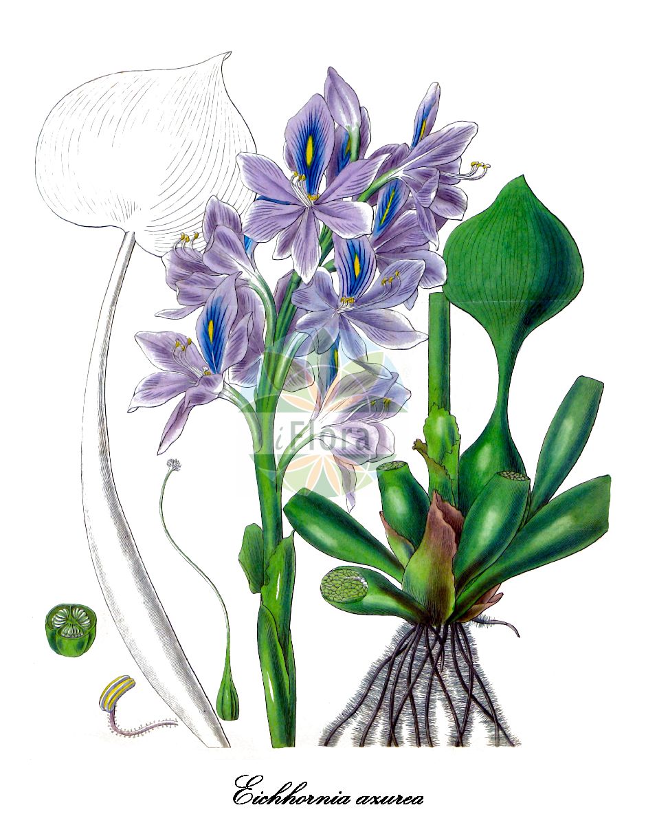 Pontederia azurea - Pontederiaceae,Plantae,Pteridobiotina,Angiosperms,Commelinales,Pontederiineae,Pontederiaceae,Pontederia,Pontederia subgen. Eichhornia,Pontederia azurea,Eichhornia aquatica, Eichhornia azurea, Eichhornia azurea var. rhizantha, Piaropus azureus, Piaropus tricolor, Piaropus undulatus, Pontederia aquatica, Pontederia tumida,Azurblaue Wasserhyazinthe;rooted water-hyacinth