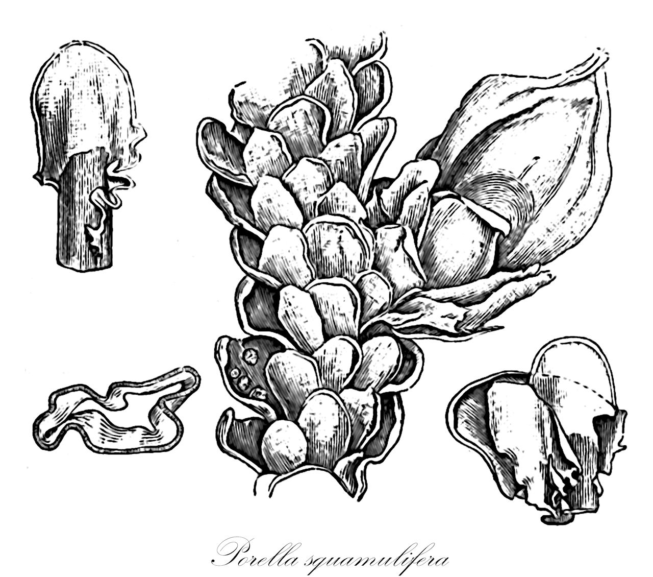 Porella squamulifera - Porellaceae,Plantae,Bryobiotina,Marchantiophyta,Jungermanniopsida,Jungermanniidae,Porellales,Porellaceae,Porella,Porella squamulifera,Bellincinia columbica, Bellincinia squamulifera, Madotheca columbica, Madotheca latetrigona, Madotheca renifolia, Madotheca rotundifolia, Madotheca rotundifolia f. latilobula, Madotheca rufescens, Madotheca squamulifera, Porella columbica, Porella renifolia, Porella rotundifolia