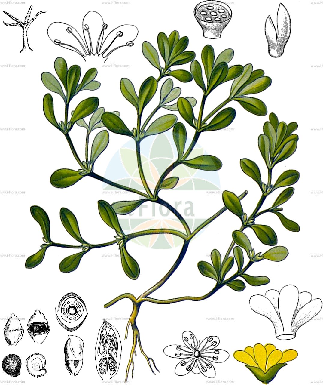 Portulaca oleracea - Portulacaceae,Plantae,Pteridobiotina,Angiosperms,Caryophyllales,Portulacaceae,Portulaca,Portulaca oleracea,Portulaca consanguinea, Portulaca fosbergii, Portulaca fosbergii var. major, Portulaca hortensis, Portulaca intermedia, Portulaca latifolia, Portulaca marginata, Portulaca neglecta, Portulaca officinarum, Portulaca oleracea f. alba, Portulaca oleracea f. aurantia, Portulaca oleracea f. aurea, Portulaca oleracea f. caryophyllina, Portulaca oleracea f. gillesii, Portulaca oleracea f. haageana, Portulaca oleracea f. parvifolia, Portulaca oleracea f. rosea, Portulaca oleracea f. sativa, Portulaca oleracea f. striata, Portulaca oleracea f. sulfurea, Portulaca oleracea f. violacea, Portulaca oleracea subsp. granulatostellulata, Portulaca oleracea subsp. oleracea, Portulaca oleracea subsp. sativa, Portulaca oleracea subsp. stellata, Portulaca oleracea subsp. sylvestris, Portulaca oleracea var. macrantha, Portulaca oleracea var. micrantha, Portulaca oleracea var. opposita, Portulaca oleracea var. parvifolia, Portulaca oleracea var. sativa, Portulaca olitoria, Portulaca parvifolia, Portulaca pilosa var. marginata, Portulaca retusa, Portulaca sativa, Portulaca stellata, Portulaca suffruticosa, Portulaca sylvestris, Portulaca sylvestris,Eigentlicher Wilder Portulak;Gemüse-Portulak;Europäischer Portulak;Portulak;Gemüse-Portulak;Wilder Portulak;Wilder Portulak;common purslane;purslane;fatweed;little hogweed;Pourpier potager;pourpier commun;pourpier potager;porcelaine;pourpier cultivé;pourpier maraîcher;pourpier des jardins;porcelane;porchailles;pourpier;berdolaga;beldroaga;fique;verdolaga comun;verdolaga porquera;verdolaga común;verdolaga;loraca;Porcellana comune;erba porcellana;schape-zuring;tuinpostelein;wilde postelein;beldroega-comum;beldroega;baldroaga;bredo-fémea;портулак огородный;semizotu;burdullaku;verdolaga;portulak;širokolistni tušak;schapen-zwenkgras;trädgårdsportlak;vanlig portulak;portlak;vildportlak;portulak;have-portulak;portulaka pospolita;portulaka pospolita siewna;suberi-hiyu;スベリヒユ;hana-suberi-hiyu;pôchuraka;ハナスベリヒユ;ポーチユラカ;navadni tolščak;kövér porcsin;šrucha zelná;šrucha zelná setá;grașiță;iarbă grasă;portulaka zeleninová;šrucha kapustná;портулак городній;тученица;harilik portulak;dārzeņu portulaka;vanlig portulakk;hageportulakk;rikkaportulakka;vihannesportulakka;обични портулак;обични тушт;regelat hagginnah;רְגֵלַת הַגִּנָּה;paprastoji portulaka;rejla;tazellust;الرجلة;بقلة زيتية;αντράκλα;mǎ chǐ xiàn;马齿苋