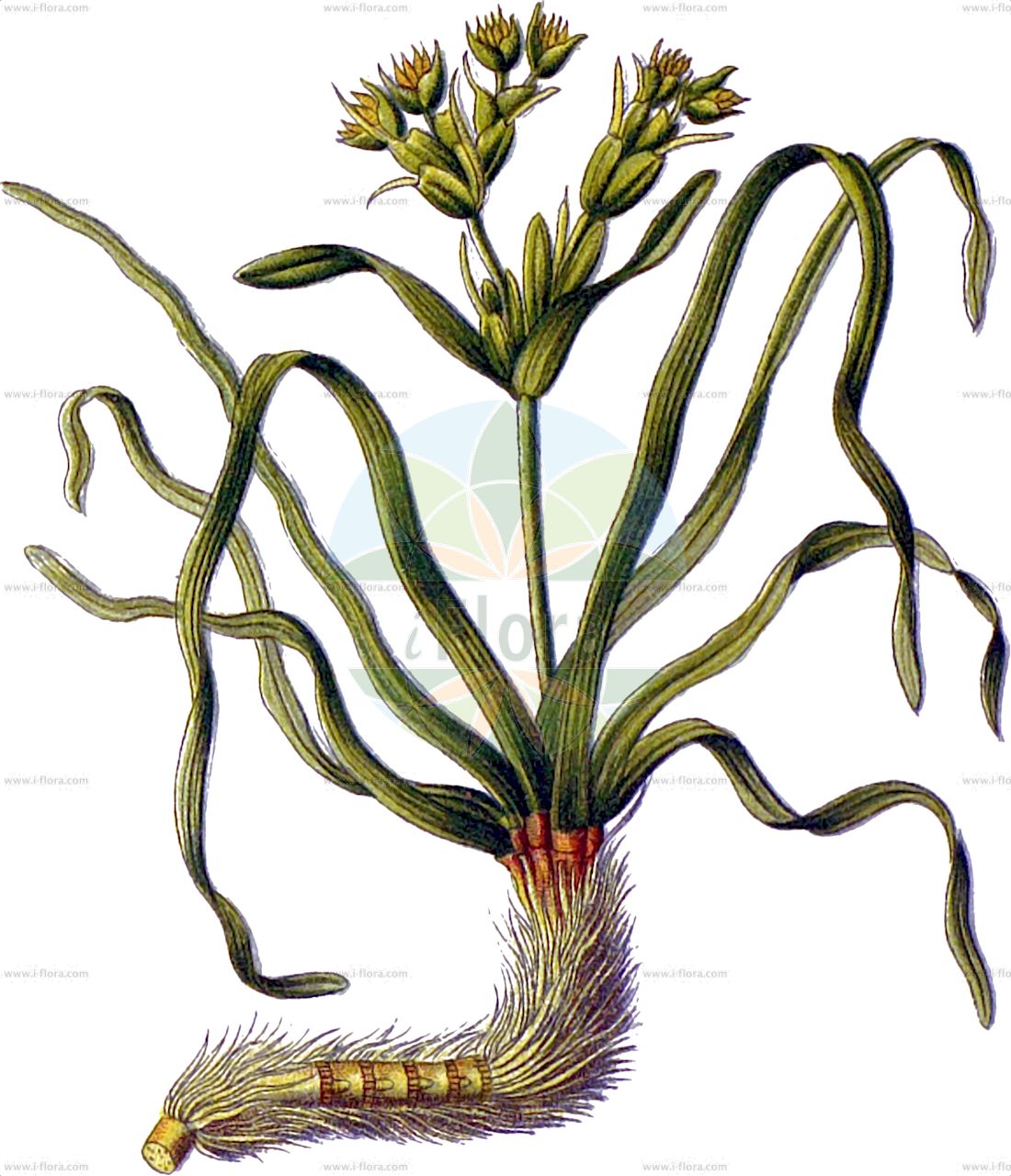 Posidonia oceanica - Posidoniaceae,Plantae,Pteridobiotina,Angiosperms,Alismatales,Posidoniaceae,Posidonia,Posidonia oceanica,Aegle fragilis, Alga oceanica, Caulinia oceanica, Kernera oceanica, Posidonia caulini, Taenidium acuminatum, Taenidium oceanicum, Zostera oceanica,Neptungras;posidonie de l'océan;aceitunillas de mar;alga;alga de vidrieros;alga marina;altina;broza;gallo;lijo;ova marina;pelota de los gallos;posidonia;posidonia;algaza;посидония океанская;erişte;posidone;posidònia;oceanski porost;morska pozejdonovka