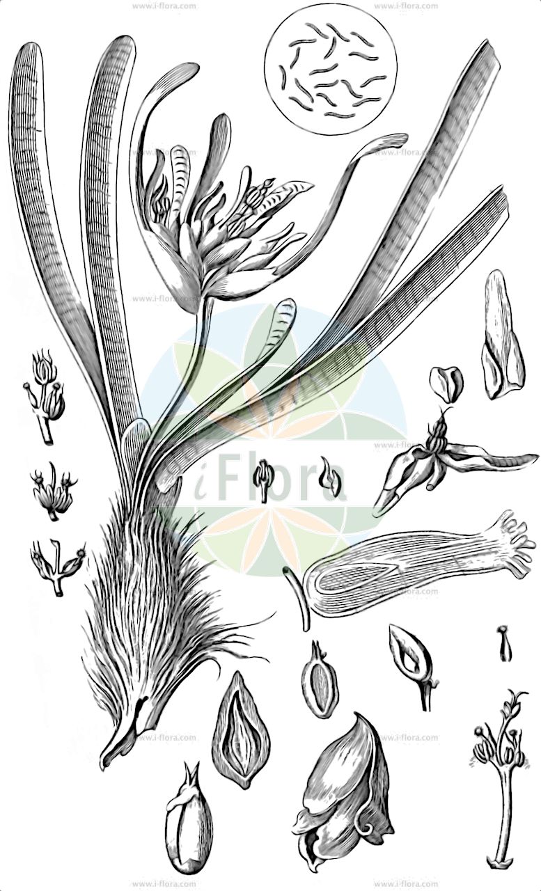 Posidonia oceanica - Posidoniaceae,Plantae,Pteridobiotina,Angiosperms,Alismatales,Posidoniaceae,Posidonia,Posidonia oceanica,Aegle fragilis, Alga oceanica, Caulinia oceanica, Kernera oceanica, Posidonia caulini, Taenidium acuminatum, Taenidium oceanicum, Zostera oceanica,Neptungras;posidonie de l'océan;aceitunillas de mar;alga;alga de vidrieros;alga marina;altina;broza;gallo;lijo;ova marina;pelota de los gallos;posidonia;posidonia;algaza;посидония океанская;erişte;posidone;posidònia;oceanski porost;morska pozejdonovka