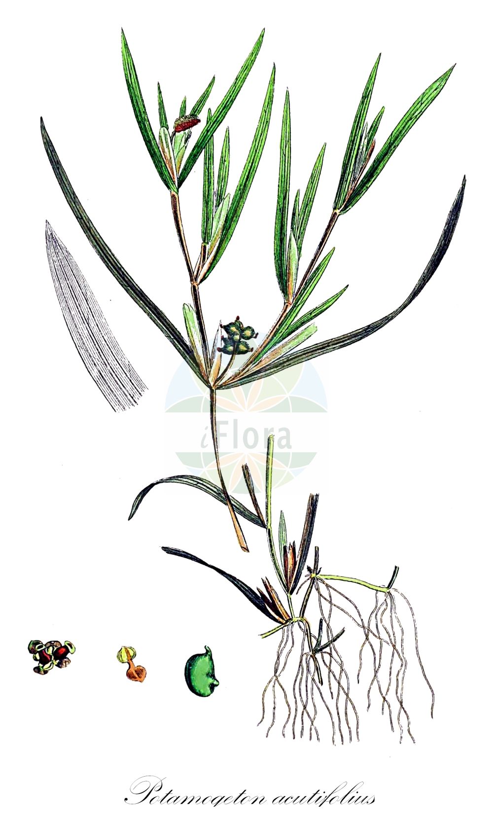 Historische Abbildung von Potamogeton acutifolius (Spitzblättriges Laichkraut - Sharp-leaved Pondweed). Das Bild zeigt Blatt, Bluete, Frucht und Same. ---- Historical Drawing of Potamogeton acutifolius (Spitzblättriges Laichkraut - Sharp-leaved Pondweed). The image is showing leaf, flower, fruit and seed.(Potamogeton acutifolius,Spitzblättriges Laichkraut,Sharp-leaved Pondweed,Potamogeton acutifolius,Spitzblaettriges Laichkraut,Sharp-leaved Pondweed,Potamogeton,Laichkraut,Pondweed,Potamogetonaceae,Laichkrautgewächse,Pondweed family,Blatt,Bluete,Frucht,Same,leaf,flower,fruit,seed,Sowerby (1790-1813))