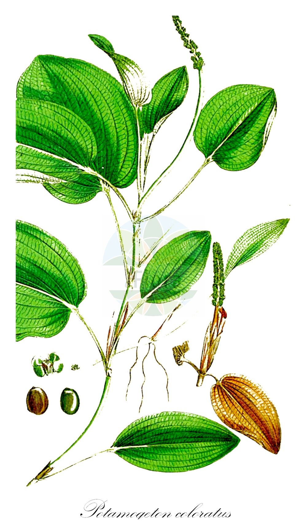 Historische Abbildung von Potamogeton coloratus (Gefärbtes Laichkraut - Fen Pondweed). Das Bild zeigt Blatt, Bluete, Frucht und Same. ---- Historical Drawing of Potamogeton coloratus (Gefärbtes Laichkraut - Fen Pondweed). The image is showing leaf, flower, fruit and seed.(Potamogeton coloratus,Gefärbtes Laichkraut,Fen Pondweed,Potamogeton coloratus,Potamogeton plantagineus,Potamogeton subflavus,Gefaerbtes Laichkraut,Fen Pondweed,Potamogeton,Laichkraut,Pondweed,Potamogetonaceae,Laichkrautgewächse,Pondweed family,Blatt,Bluete,Frucht,Same,leaf,flower,fruit,seed,Sowerby (1790-1813))