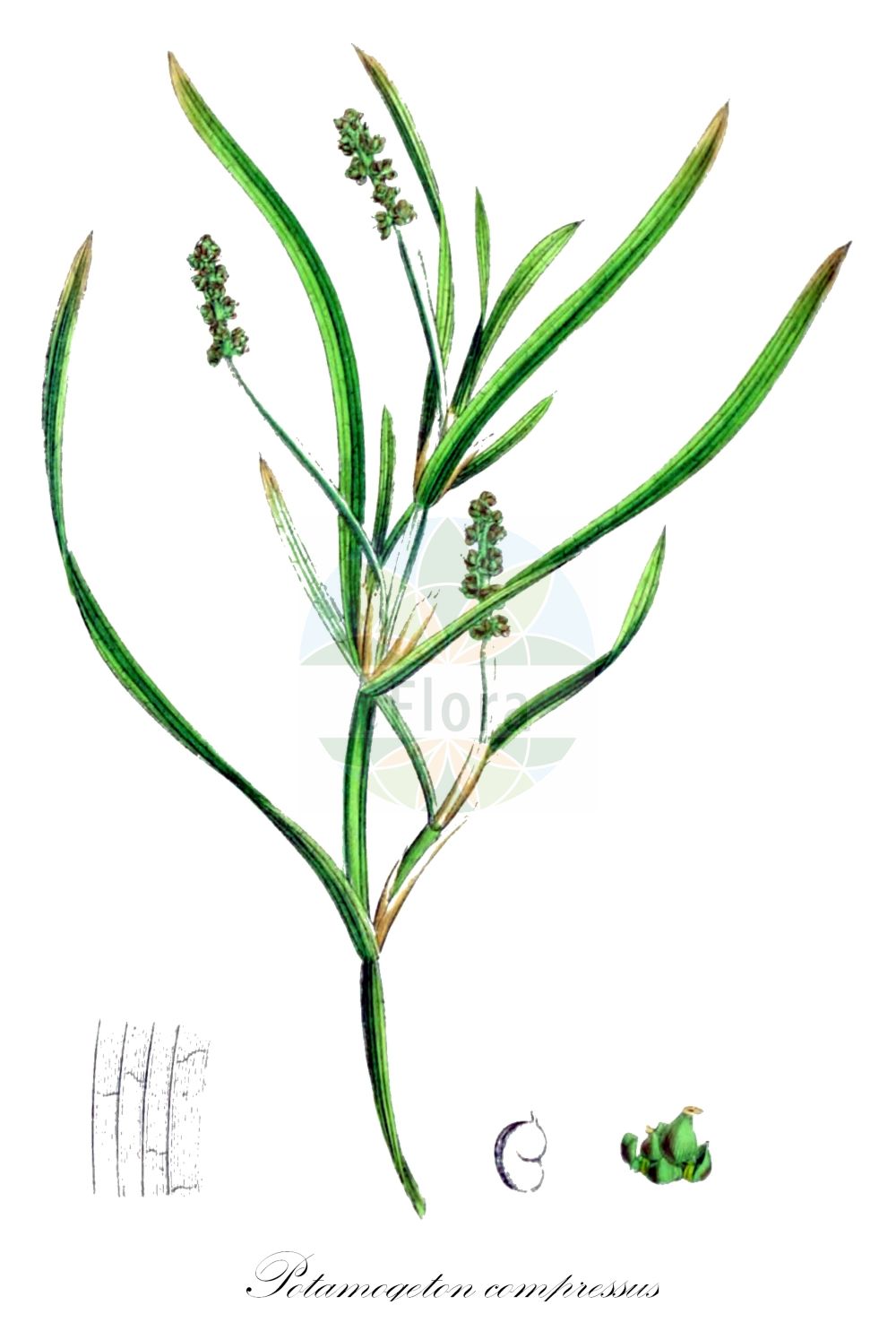 Historische Abbildung von Potamogeton compressus (Flachstängliges Laichkraut - Grass-wrack Pondweed). Das Bild zeigt Blatt, Bluete, Frucht und Same. ---- Historical Drawing of Potamogeton compressus (Flachstängliges Laichkraut - Grass-wrack Pondweed). The image is showing leaf, flower, fruit and seed.(Potamogeton compressus,Flachstängliges Laichkraut,Grass-wrack Pondweed,Potamogeton carinatus,Potamogeton compressus,Potamogeton zosterifolius,Flachstaengliges Laichkraut,Flachstengeliges Laichkraut,Grass-wrack Pondweed,Flatstem Pondweed,Eel-grass Pondweed,Potamogeton,Laichkraut,Pondweed,Potamogetonaceae,Laichkrautgewächse,Pondweed family,Blatt,Bluete,Frucht,Same,leaf,flower,fruit,seed,Sowerby (1790-1813))