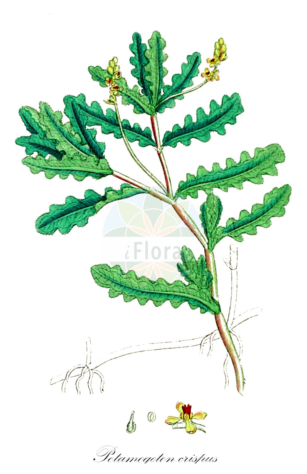 Historische Abbildung von Potamogeton crispus (Krauses Laichkraut - Curled Pondweed). Das Bild zeigt Blatt, Bluete, Frucht und Same. ---- Historical Drawing of Potamogeton crispus (Krauses Laichkraut - Curled Pondweed). The image is showing leaf, flower, fruit and seed.(Potamogeton crispus,Krauses Laichkraut,Curled Pondweed,Potamogeton crispus,Krauses Laichkraut,Curled Pondweed,Curly Pondweed,Curly-leaf Pondweed,Potamogeton,Laichkraut,Pondweed,Potamogetonaceae,Laichkrautgewächse,Pondweed family,Blatt,Bluete,Frucht,Same,leaf,flower,fruit,seed,Sowerby (1790-1813))