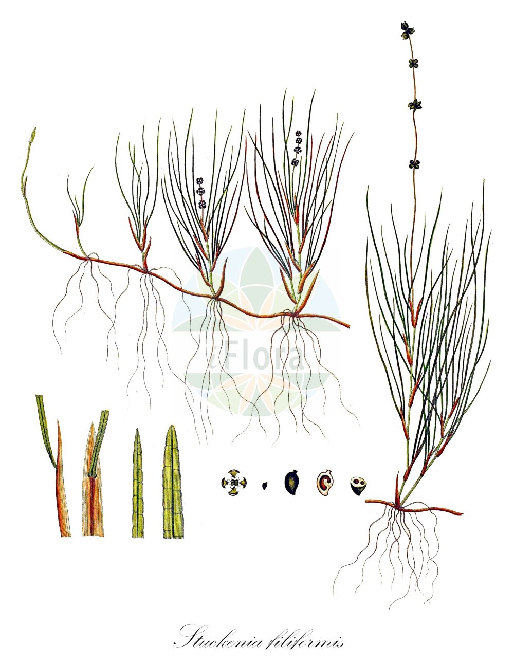 Historische Abbildung von Stuckenia filiformis (Faden-Laichkraut - Slender-leaved Pondweed). Das Bild zeigt Blatt, Bluete, Frucht und Same. ---- Historical Drawing of Stuckenia filiformis (Faden-Laichkraut - Slender-leaved Pondweed). The image is showing leaf, flower, fruit and seed.(Stuckenia filiformis,Faden-Laichkraut,Slender-leaved Pondweed,Potamogeton filiformis,Stuckenia filiformis,Faden-Laichkraut,Slender-leaved Pondweed,Fine-leaf Pondweed,Stuckenia,Laichkraut,Pondweed,Potamogetonaceae,Laichkrautgewächse,Pondweed family,Blatt,Bluete,Frucht,Same,leaf,flower,fruit,seed,Oeder (1761-1883))