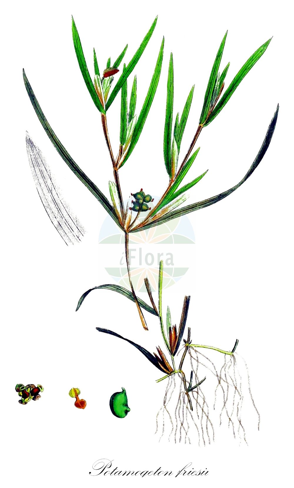Historische Abbildung von Potamogeton friesii (Stachelspitziges Laichkraut - Flat-stalked Pondweed). Das Bild zeigt Blatt, Bluete, Frucht und Same. ---- Historical Drawing of Potamogeton friesii (Stachelspitziges Laichkraut - Flat-stalked Pondweed). The image is showing leaf, flower, fruit and seed.(Potamogeton friesii,Stachelspitziges Laichkraut,Flat-stalked Pondweed,Potamogeton friesii,Potamogeton mucronatus,Stachelspitziges Laichkraut,Roetliches Laichkraut,Flat-stalked Pondweed,Fries Pondweed,Sharp-leaved Pondweed,Potamogeton,Laichkraut,Pondweed,Potamogetonaceae,Laichkrautgewächse,Pondweed family,Blatt,Bluete,Frucht,Same,leaf,flower,fruit,seed,Sowerby (1790-1813))