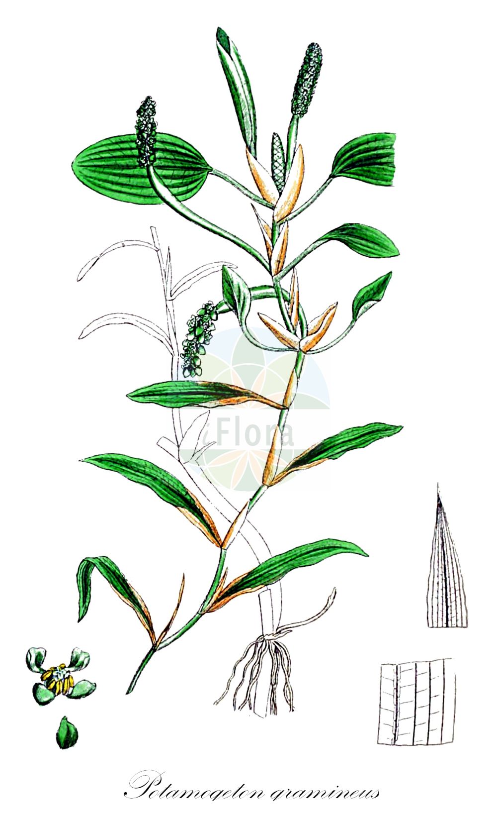 Potamogeton gramineus - Potamogetonaceae,Plantae,Pteridobiotina,Angiosperms,Alismatales,Potamogetonaceae,Potamogeton,Potamogeton gramineus,Potamogeton argutulus, Potamogeton argutulus f. puyensis, Potamogeton augustani, Potamogeton augustanus, Potamogeton biformoides, Potamogeton borealis, Potamogeton crassipes, Potamogeton delicatulus, Potamogeton distachyus, Potamogeton falcatus, Potamogeton gracilis, Potamogeton gramineus f. angermanicus, Potamogeton gramineus f. angustifolius, Potamogeton gramineus f. fluctuans, Potamogeton gramineus f. gramineus, Potamogeton gramineus f. jemtlandicus, Potamogeton gramineus f. longipedunculatus, Potamogeton gramineus f. marinus, Potamogeton gramineus f. maximus, Potamogeton gramineus f. maximus, Potamogeton gramineus f. myriophyllus, Potamogeton gramineus f. ovatifolius, Potamogeton gramineus f. septentrionalis, Potamogeton gramineus f. sinuensis, Potamogeton gramineus f. stagnalis, Potamogeton gramineus f. terrestris, Potamogeton gramineus f. wolfgangii, Potamogeton gramineus subsp. heterophyllus, Potamogeton gramineus subsp. heterophyllus, Potamogeton gramineus subsp. wolfgangii, Potamogeton gramineus subvar. angermanicus, Potamogeton gramineus subvar. angustifolius, Potamogeton gramineus subvar. jemtlandicus, Potamogeton gramineus subvar. marinus, Potamogeton gramineus subvar. septentrionalis, Potamogeton gramineus subvar. sinuensis, Potamogeton gramineus var. boreale, Potamogeton gramineus var. curvifolius, Potamogeton gramineus var. debilis, Potamogeton gramineus var. fluctuans, Potamogeton gramineus var. fluviatilis, Potamogeton gramineus var. gramineus, Potamogeton gramineus var. graminifolius, Potamogeton gramineus var. heterophyllus, Potamogeton gramineus var. hybridus, Potamogeton gramineus var. lacustris, Potamogeton gramineus var. lacustris, Potamogeton gramineus var. longipedunculatus, Potamogeton gramineus var. maximus, Potamogeton gramineus var. minimus, Potamogeton gramineus var. myriophyllus, Potamogeton gramineus var. nigrescens, Potamogeton gramineus var. parvifolius, Potamogeton gramineus var. riparius, Potamogeton gramineus var. septentrionalis, Potamogeton gramineus var. stagnalis, Potamogeton gramineus var. stenophyllus, Potamogeton gramineus var. terrestris, Potamogeton gramineus var. typicus, Potamogeton gramineus var. wolfgangii, Potamogeton graminifolius, Potamogeton heterophyllus, Potamogeton heterophyllus, Potamogeton heterophyllus f. gramineus, Potamogeton heterophyllus f. graminifolius, Potamogeton heterophyllus f. longipedunculatus, Potamogeton heterophyllus f. maximus, Potamogeton heterophyllus f. minimus, Potamogeton heterophyllus f. myriophyllus, Potamogeton heterophyllus var. elongatus, Potamogeton heterophyllus var. fluctuans, Potamogeton heterophyllus var. foliosus, Potamogeton heterophyllus var. gramineus, Potamogeton heterophyllus var. graminifolius, Potamogeton heterophyllus var. latifolius, Potamogeton heterophyllus var. major, Potamogeton heterophyllus var. paucifolius, Potamogeton heterophyllus var. terrestris, Potamogeton hybridus, Potamogeton hybridus, Potamogeton lanceolatus, Potamogeton lanciformis, Potamogeton latifolius, Potamogeton lonchites, Potamogeton longipedunculatus, Potamogeton nigrescens, Potamogeton nitens f. merloensis, Potamogeton nitens var. merloensis, Potamogeton oblongifolius, Potamogeton palustris, Potamogeton paucifolius, Potamogeton proteus unr. heterophyllus, Potamogeton rufescens subsp. nigrescens, Potamogeton seemenii, Potamogeton spathaeformis, Potamogeton varians, Potamogeton varians, Potamogeton wolfgangii, Potamogeton zizii f. elongatus, Potamogeton zizii var. elongatus, Spirillus heterophyllus, Spirillus lonchites,Gras-Laichkraut;Grasartiges Laichkraut;various-leaved pondweed;potamot à feuilles de graminées;variable pondweed;variableleaf pondweed;Potamot graminée;alcacel de agua;alga de rio;Brasca ingrossata;gras-fonteinkruid;grasfonteinkruid;ongelijkbladig fonteinkruid;рдест злаковый;рдест растолистный;çimsusümbülü;potamogeta gramore;potamoxheton;travoliki mrijesnjak;gräsnate;græsbladet vandaks;rdestnica trawiasta;ezo-no-hiru-mushiro;エヲノヒルムシロ;travnatolistni dristavec;felemáslevelű békaszőlő;rdest trávolistý;rdest trávovitý;červenavec trávolistý;рдесник злаколистий;тревистолистен ръждавец;hein-penikeel;zālainā glīvene;grastjønnaks;heinävita;siauralapė plūdė;hé yè yǎn zǐ cài;禾叶眼子菜