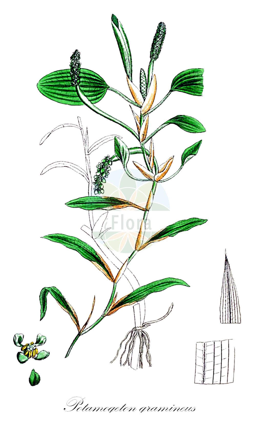 Historische Abbildung von Potamogeton gramineus (Grasartiges Laichkraut - Various-leaved Pondweed). Das Bild zeigt Blatt, Bluete, Frucht und Same. ---- Historical Drawing of Potamogeton gramineus (Grasartiges Laichkraut - Various-leaved Pondweed). The image is showing leaf, flower, fruit and seed.(Potamogeton gramineus,Grasartiges Laichkraut,Various-leaved Pondweed,Potamogeton biformis,Potamogeton gramineus,Potamogeton heterophyllus,Potamogeton rufescens subsp. nigrescens,Grasartiges Laichkraut,Gras-Laichkraut,Various-leaved Pondweed,Variable Pondweed,Variableleaf Pondweed,Potamogeton,Laichkraut,Pondweed,Potamogetonaceae,Laichkrautgewächse,Pondweed family,Blatt,Bluete,Frucht,Same,leaf,flower,fruit,seed,Sowerby (1790-1813))